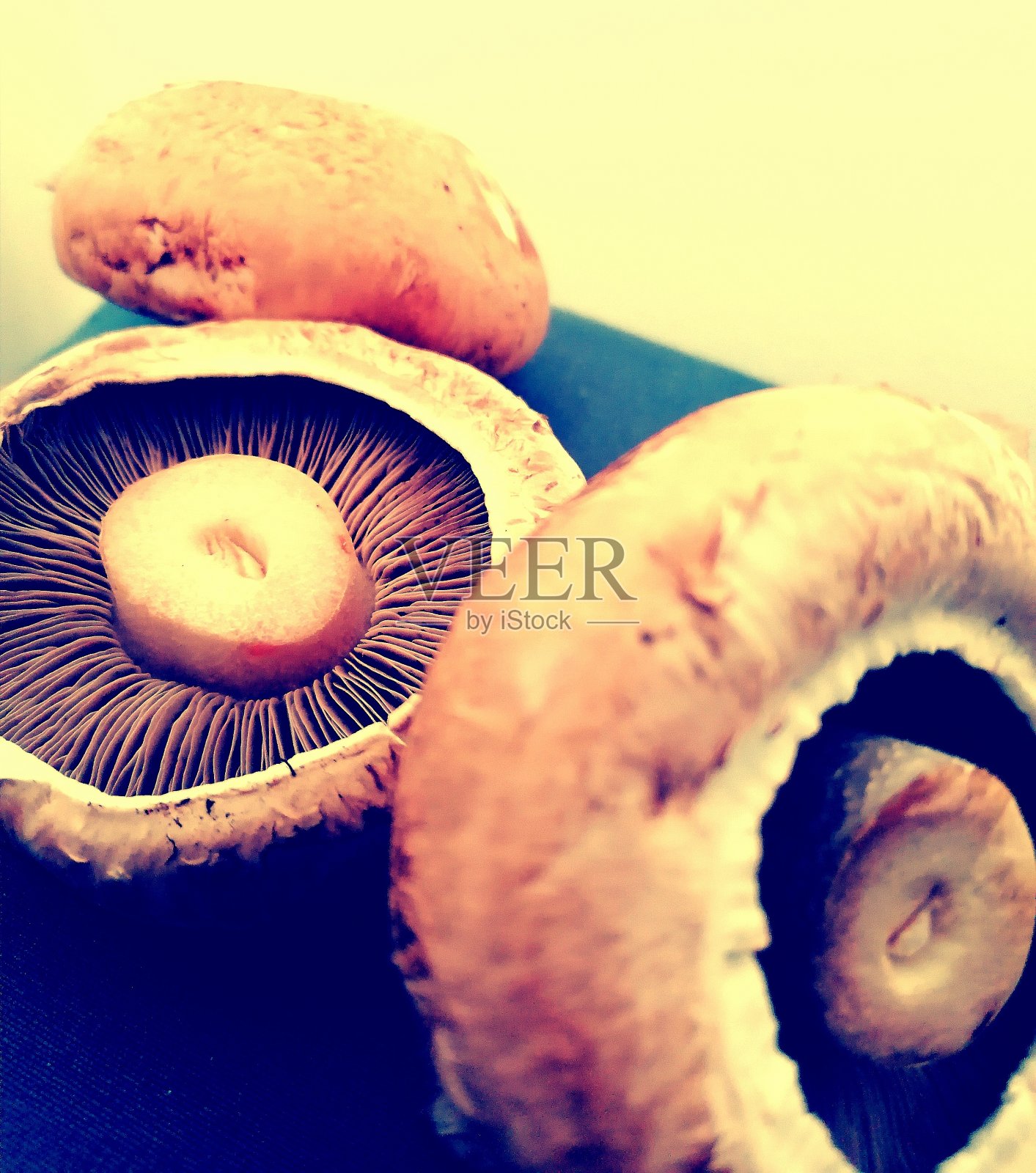 蘑菇照片摄影图片