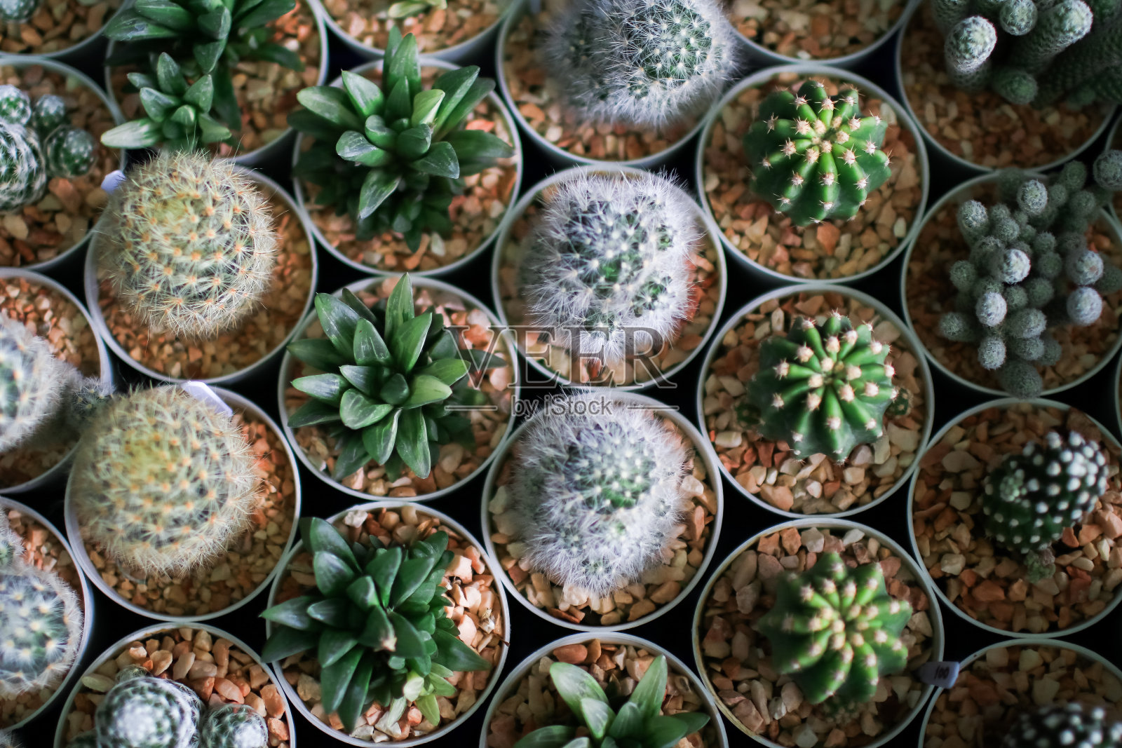 一组绿色肉质植物和仙人掌植物在陶罐,室内植物概念的最小风格照片摄影图片