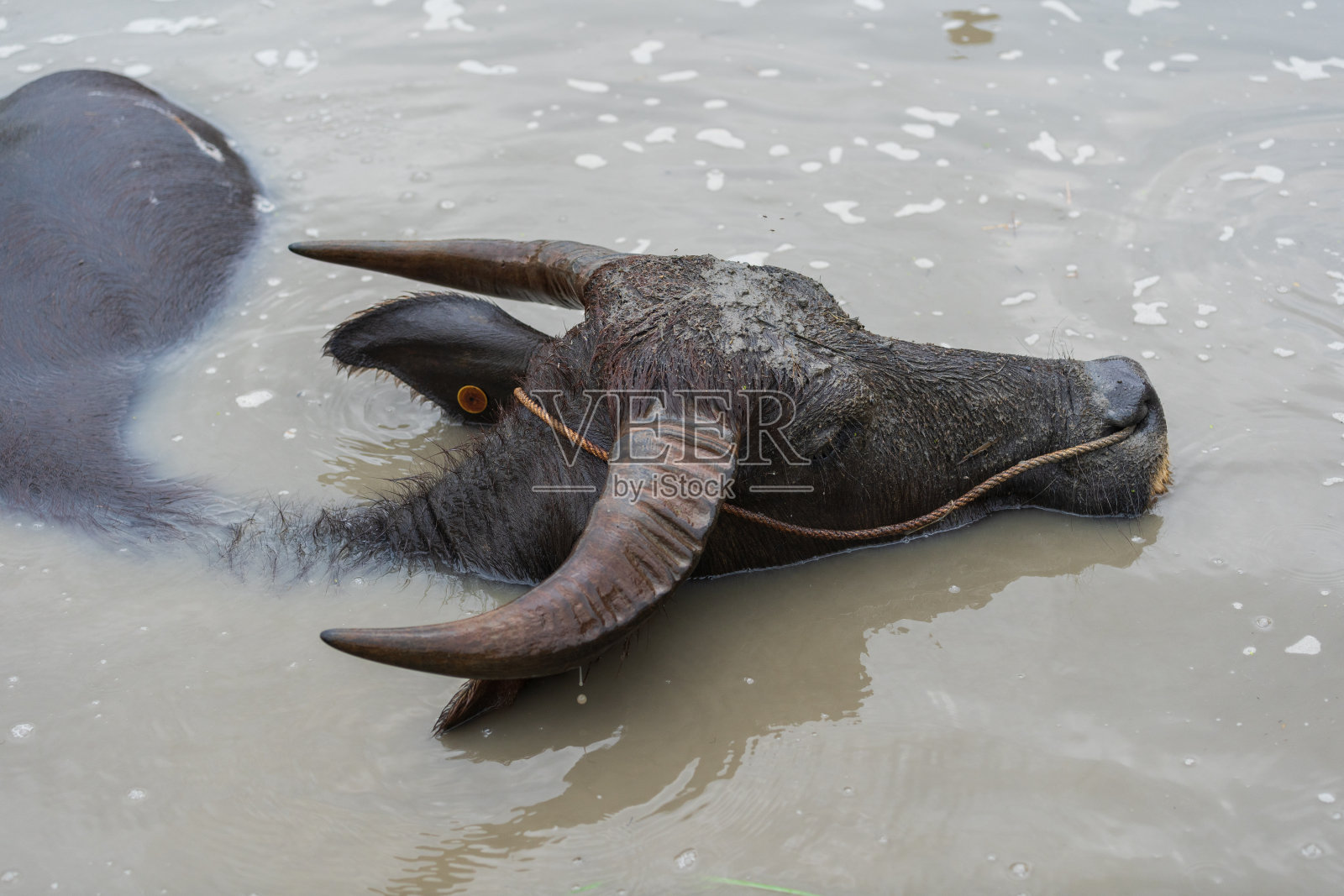 水牛在池塘里嬉戏游泳照片摄影图片