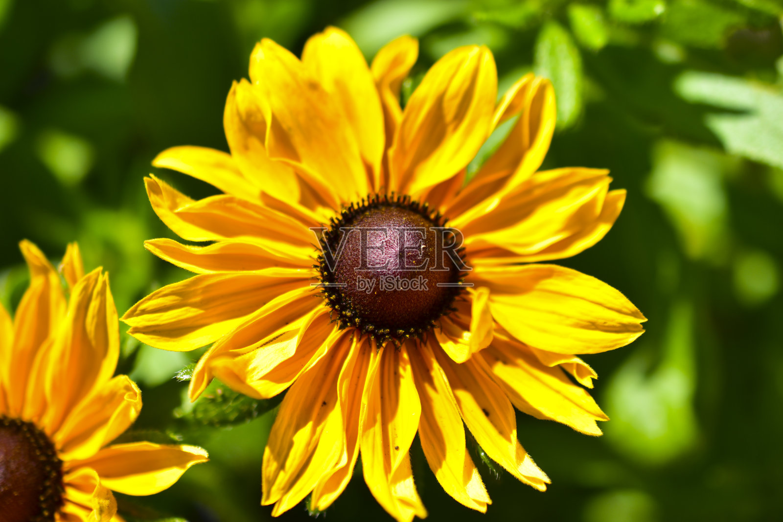 夏天花园里的黄色装饰向日葵花照片摄影图片