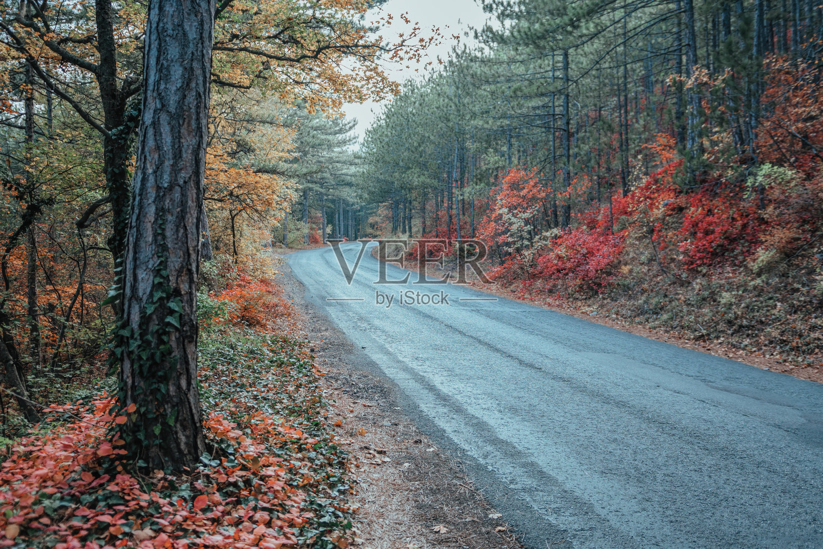 秋天的森林。神秘迷人迷人的风景与一条路在秋天的森林和落叶在人行道上五颜六色的风景与树木,农村的道路,橙色和红色的树叶,太阳。旅行照片摄影图片