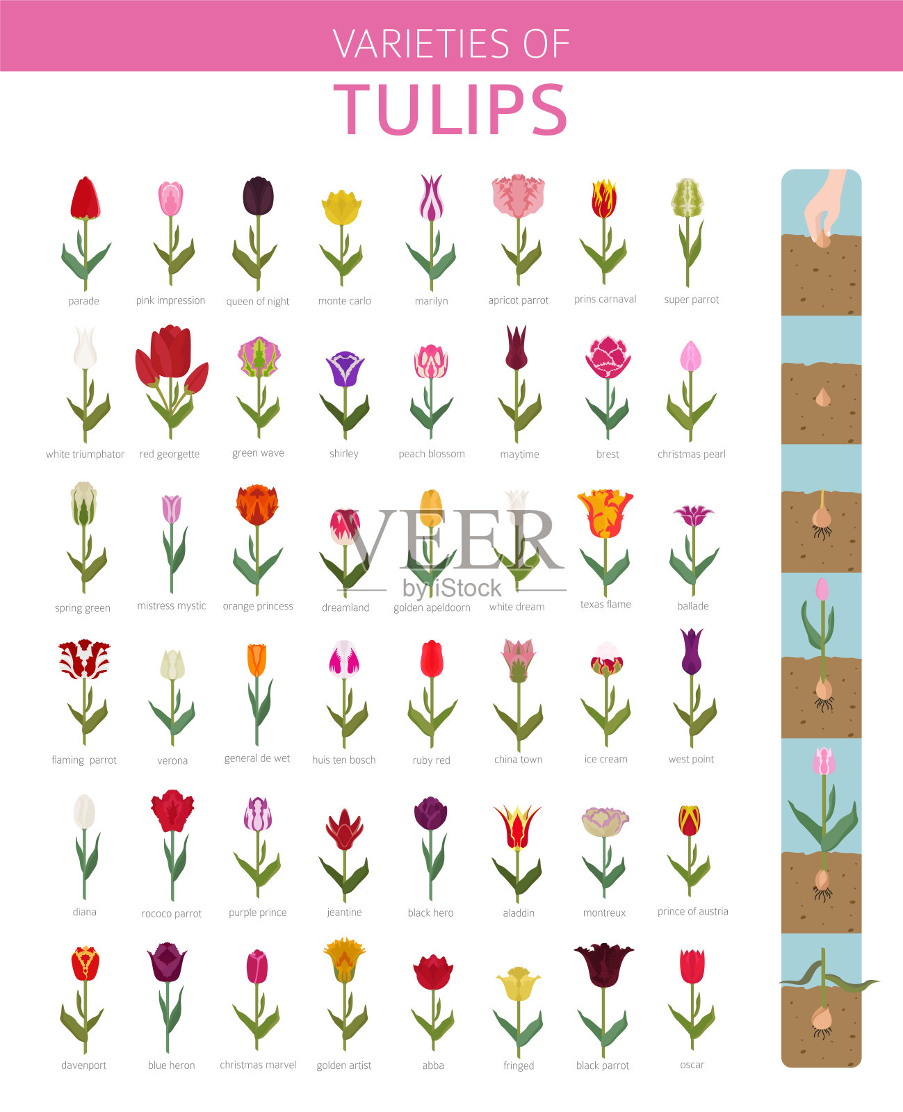 郁金香品种平面图标设置。花园花和室内植物信息图表设计元素图片