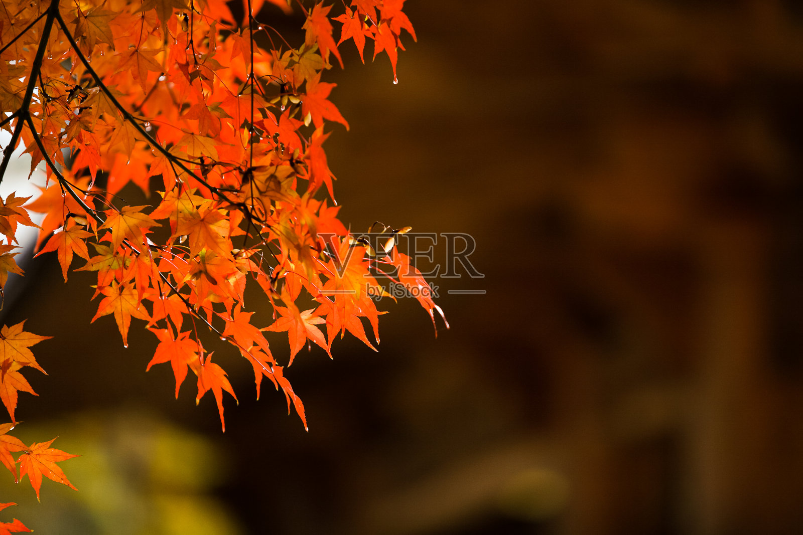 秋天的颜色照片摄影图片