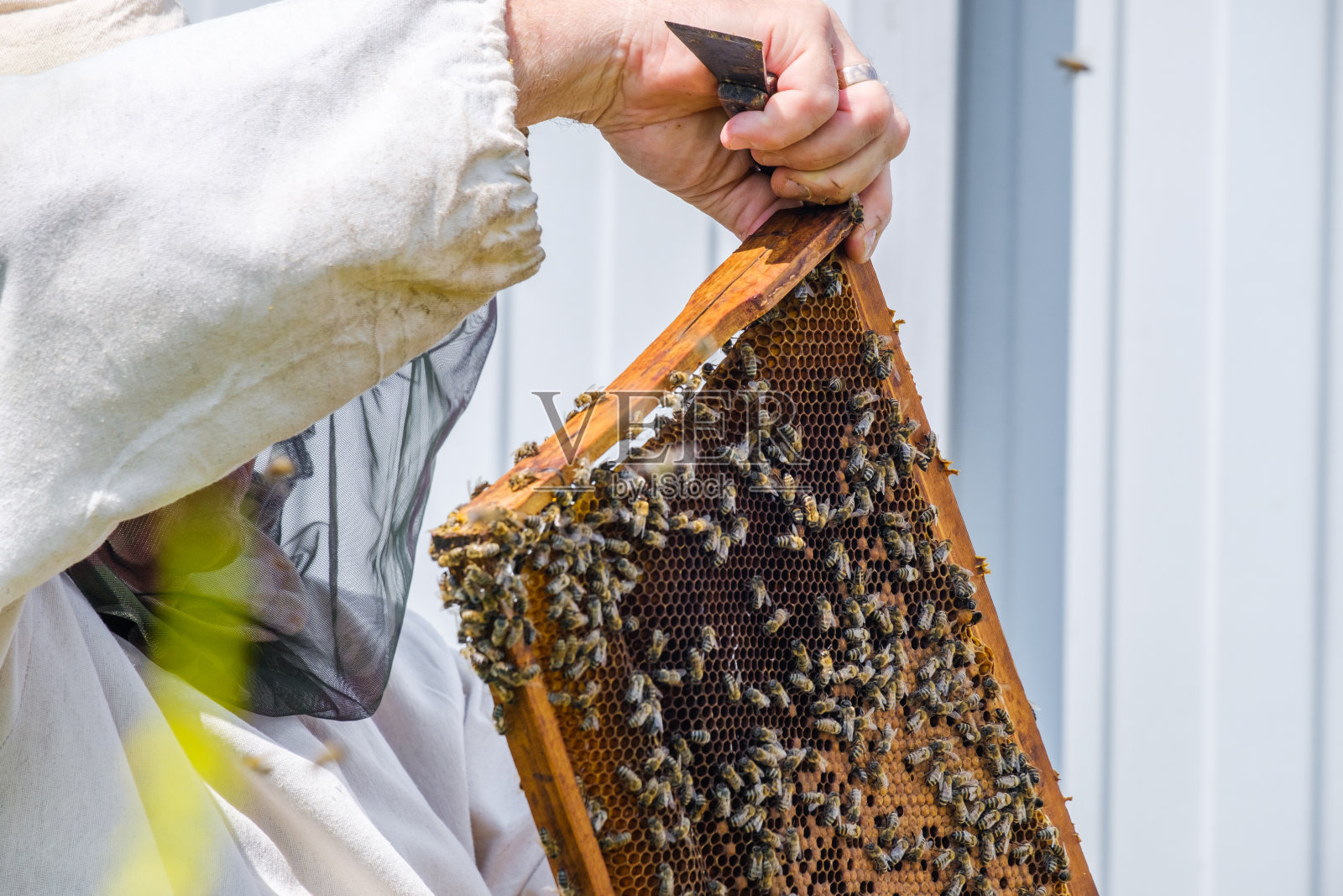 一个穿着防护服的养蜂人拿着一个有蜂巢的框架,检查养蜂场里的蜜蜂。准备采集蜂蜜。题字的俄文意思是:收集好蜂蜜照片摄影图片