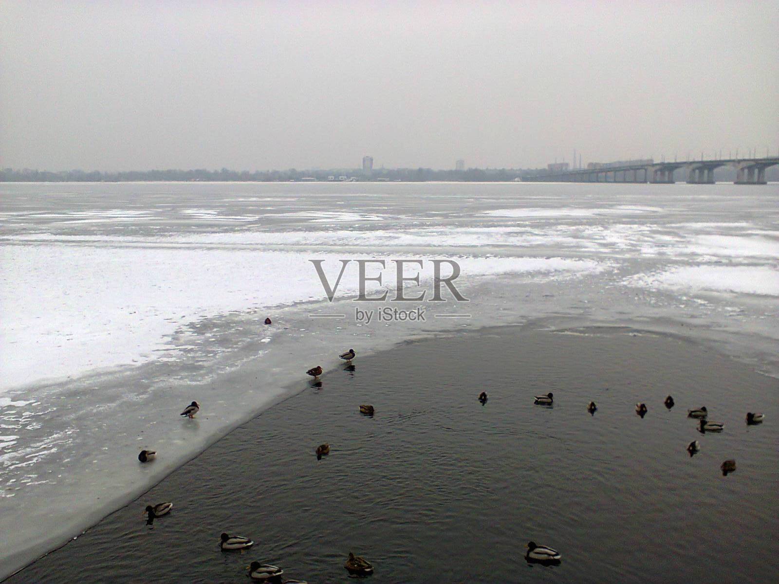 冰封的河上的冬雪野鸭照片摄影图片