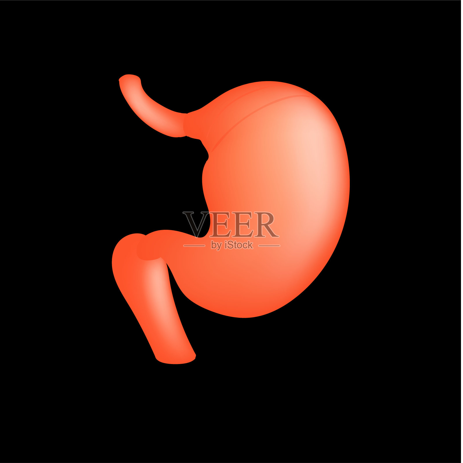 真实的人的胃孤立在黑色背景。插画图片素材