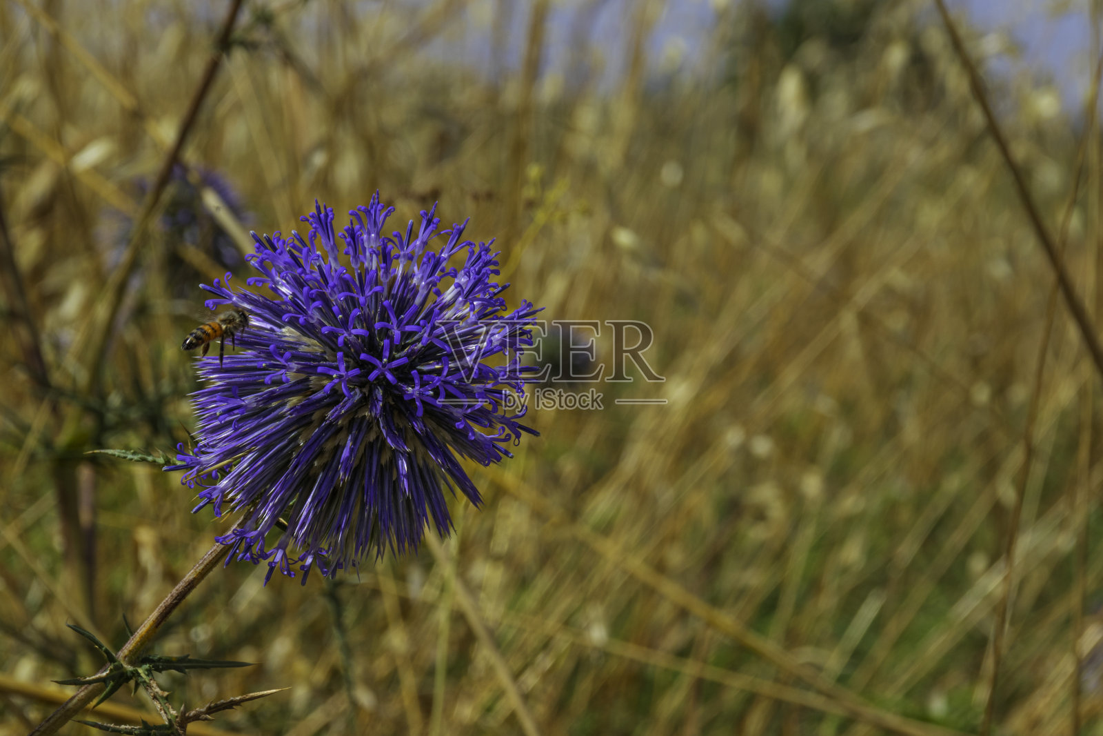 黄色干草模糊背景上的蓝色南国蓟Echinops花照片摄影图片