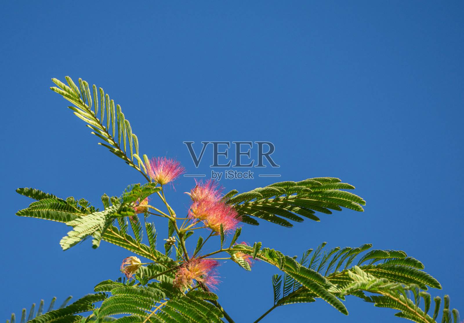 波斯丝质树(合欢合欢)的粉红色蓬松花。蓝天背景上的日本金合欢或粉绢树科豆科。放置文本的地方照片摄影图片