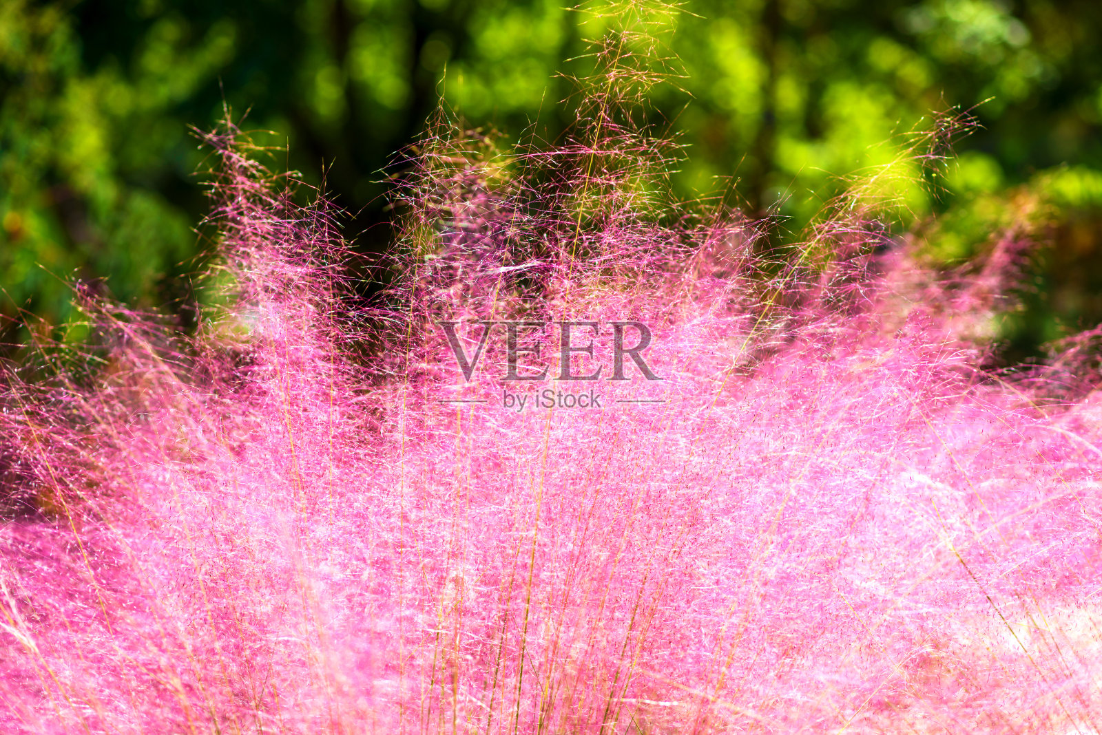 粉色芒草背景自然风光照片摄影图片