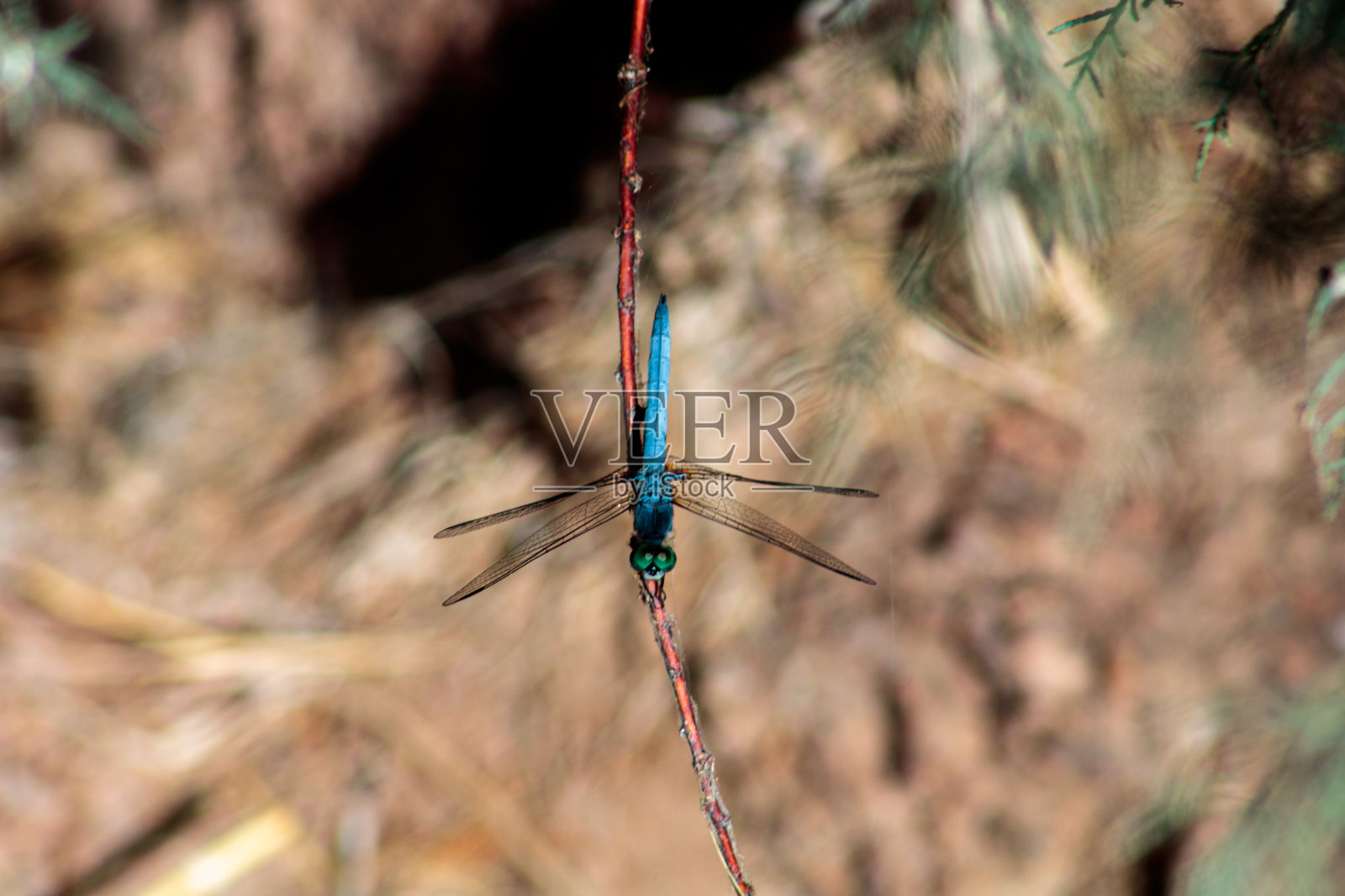 蓝色气宇轩昂的男子蜻蜓照片摄影图片