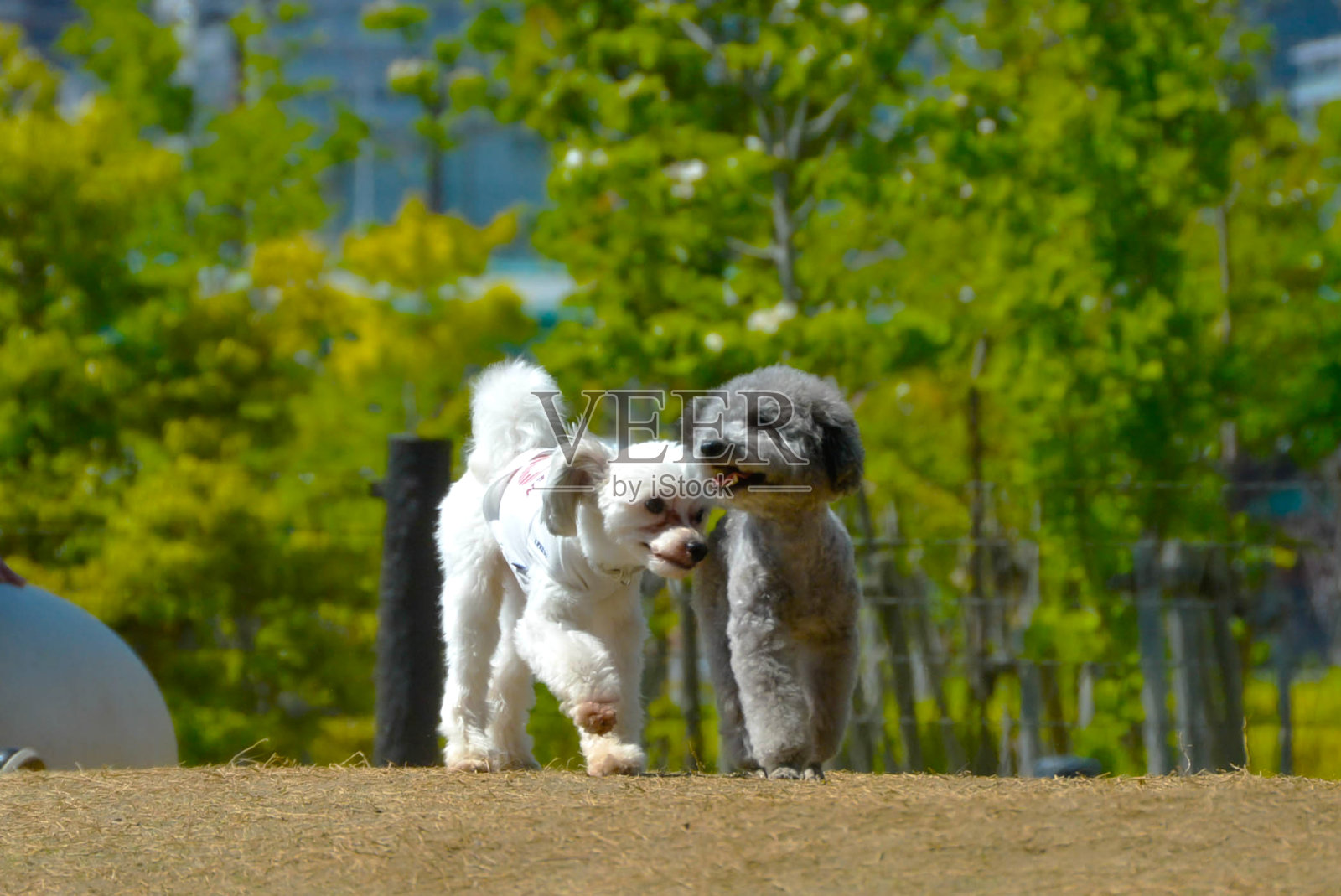 可爱的玩具狮子狗夫妇照片摄影图片