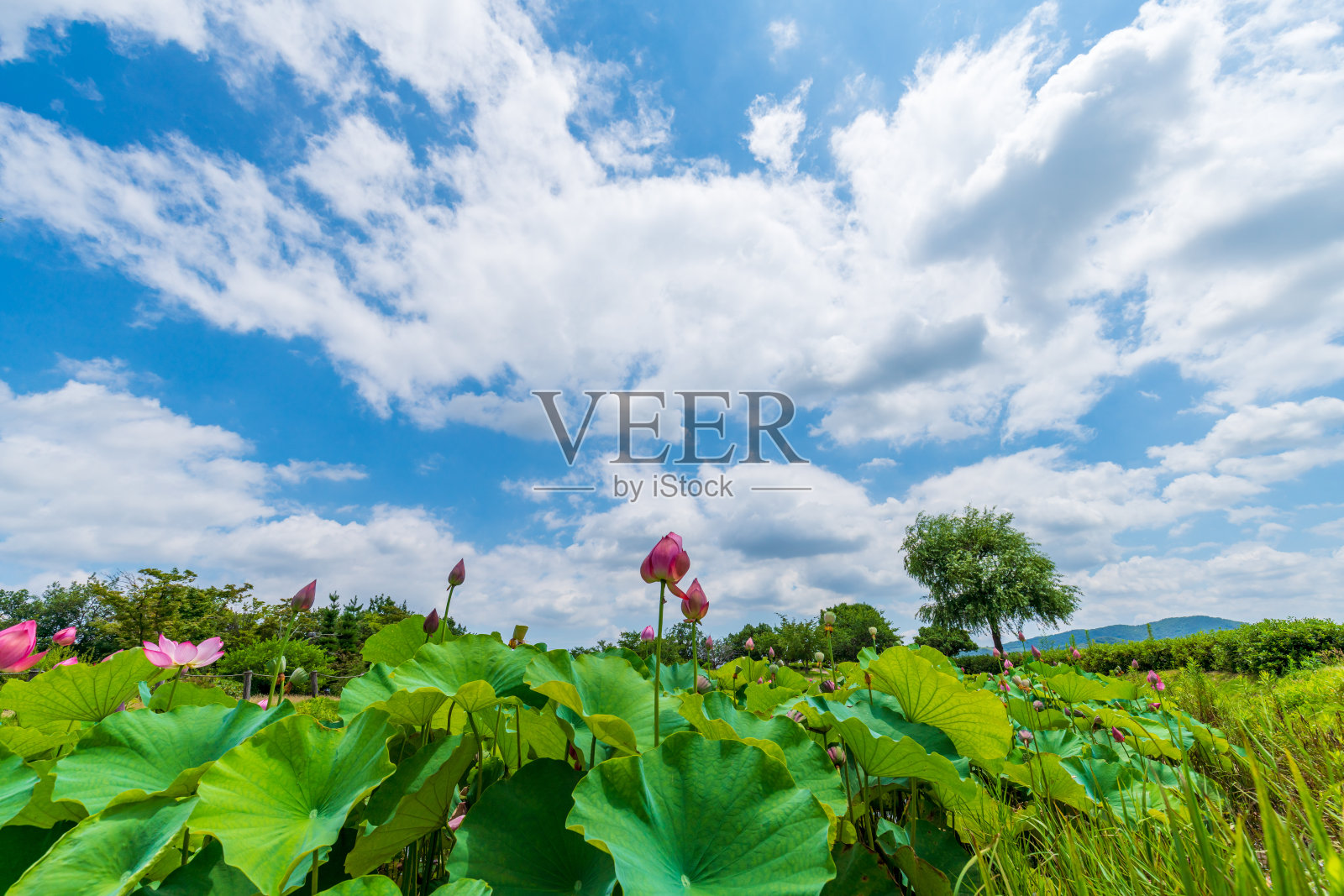 莲花照片摄影图片