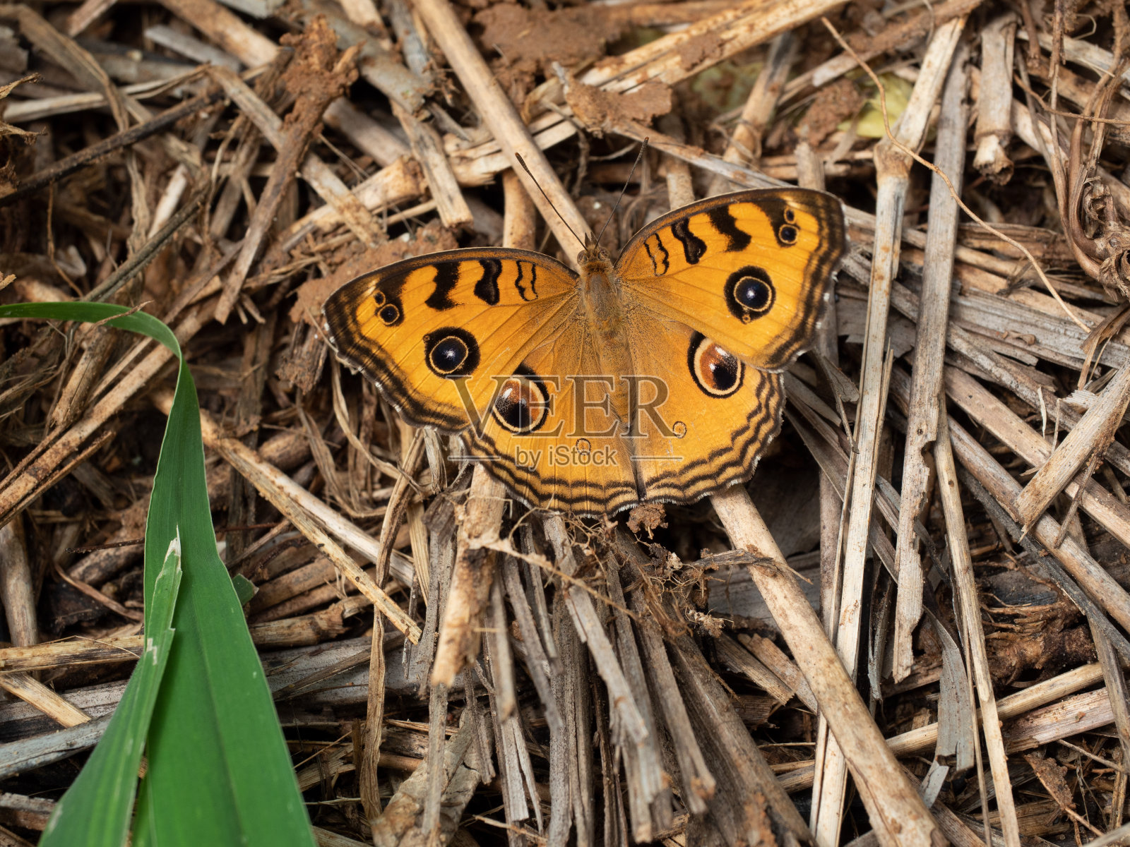 干叶上的孔雀三色蝶,背景为天然棕色照片摄影图片