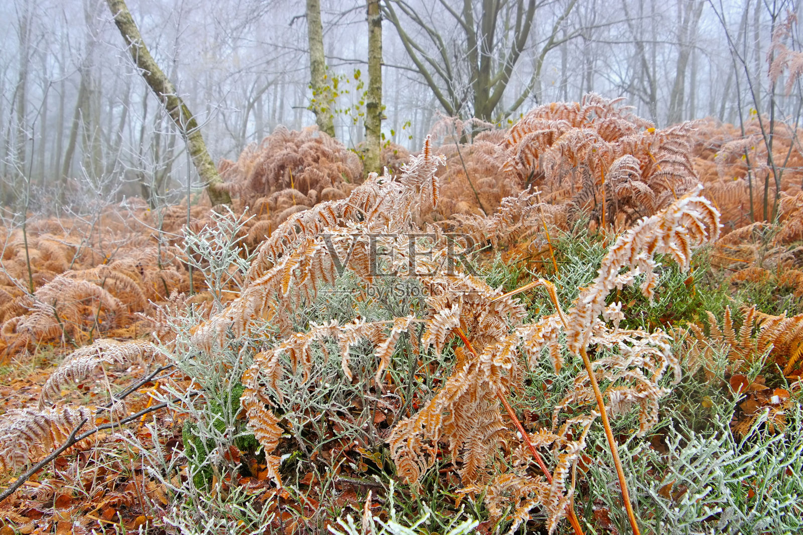 在寒冷的冬天森林中有白霜的蕨类植物照片摄影图片