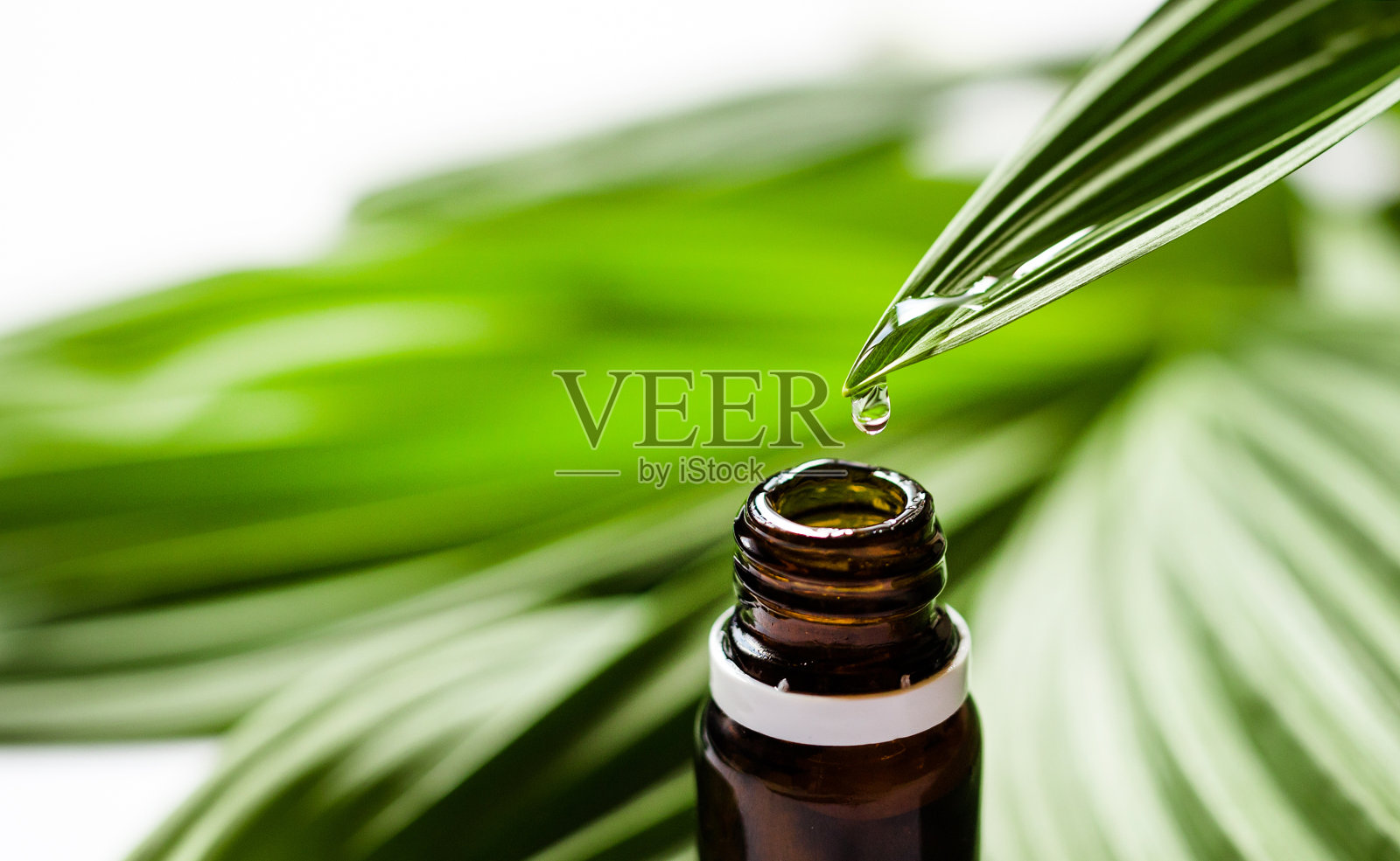 精油或水从新鲜的叶子滴到瓶子里。草本精华。选择健康的医学。护肤品复制空间。照片摄影图片