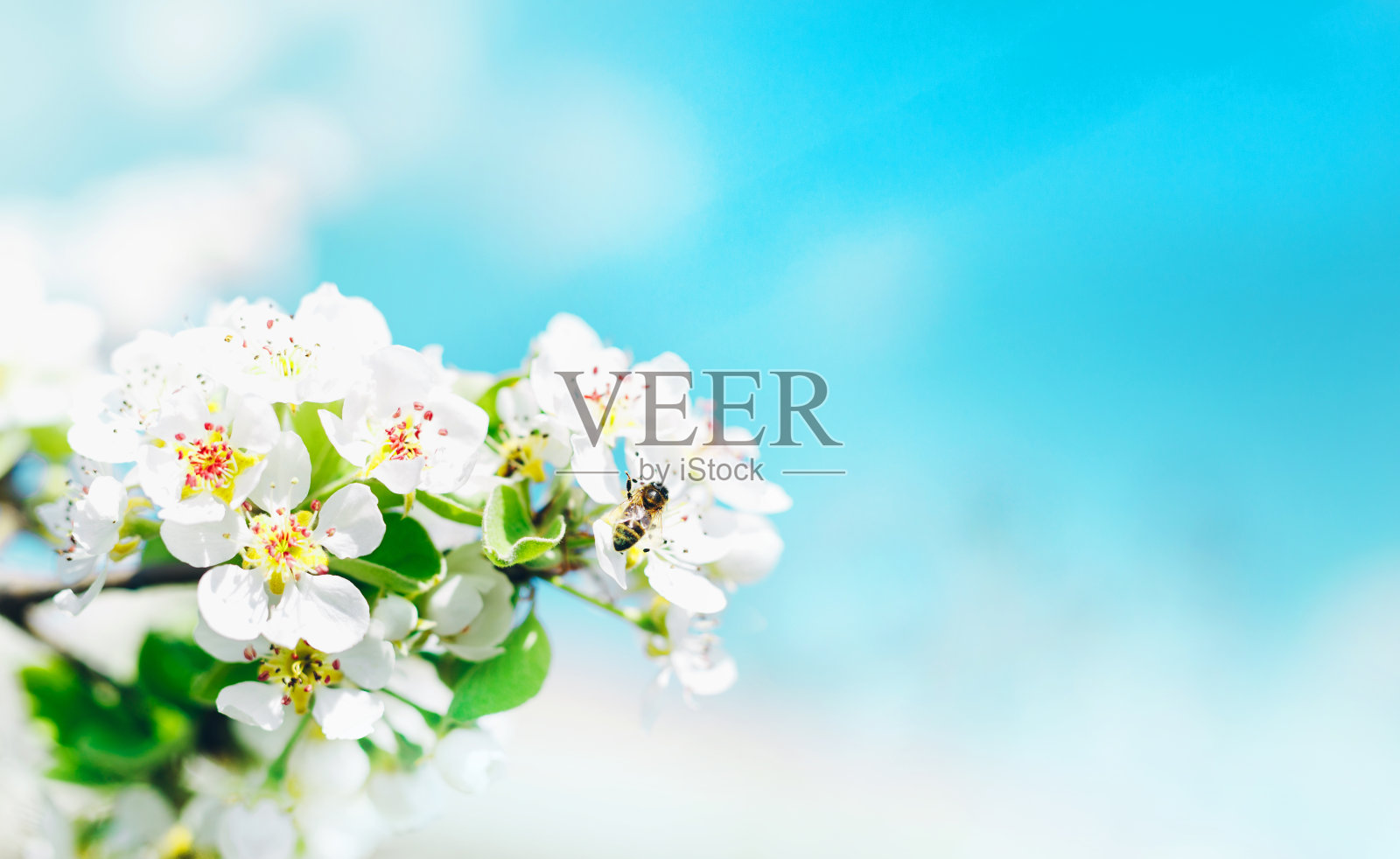 在大自然的蓝天背景下,樱花盛开的树枝。樱花春色,景观全景,复制空间。照片摄影图片