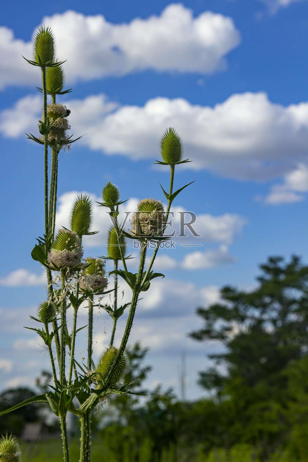 富勒的续断在夏天的阳光下开花照片摄影图片