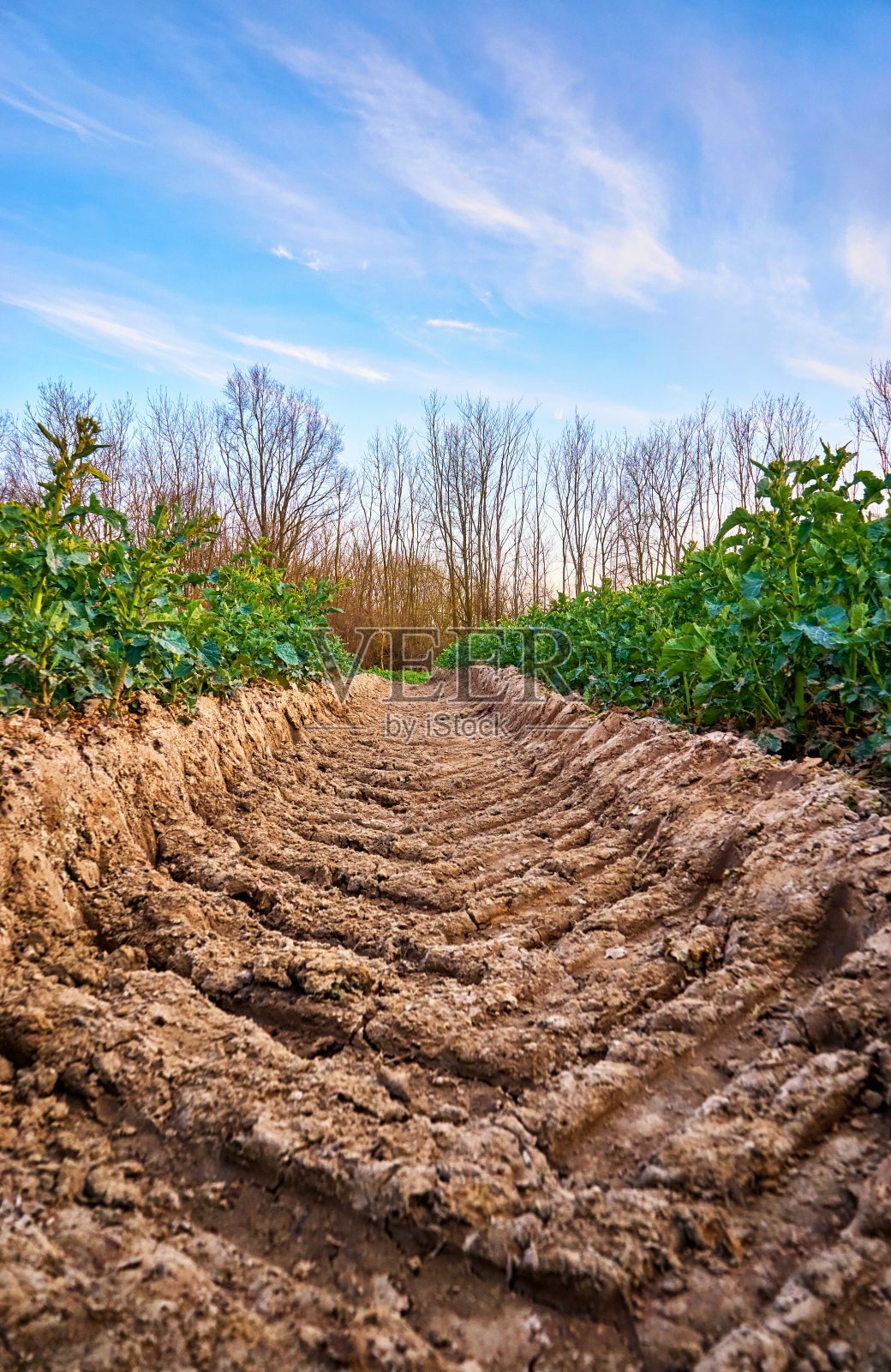 一辆重型拖拉机在田野上的履带,背景是树木和蓝天。照片摄影图片