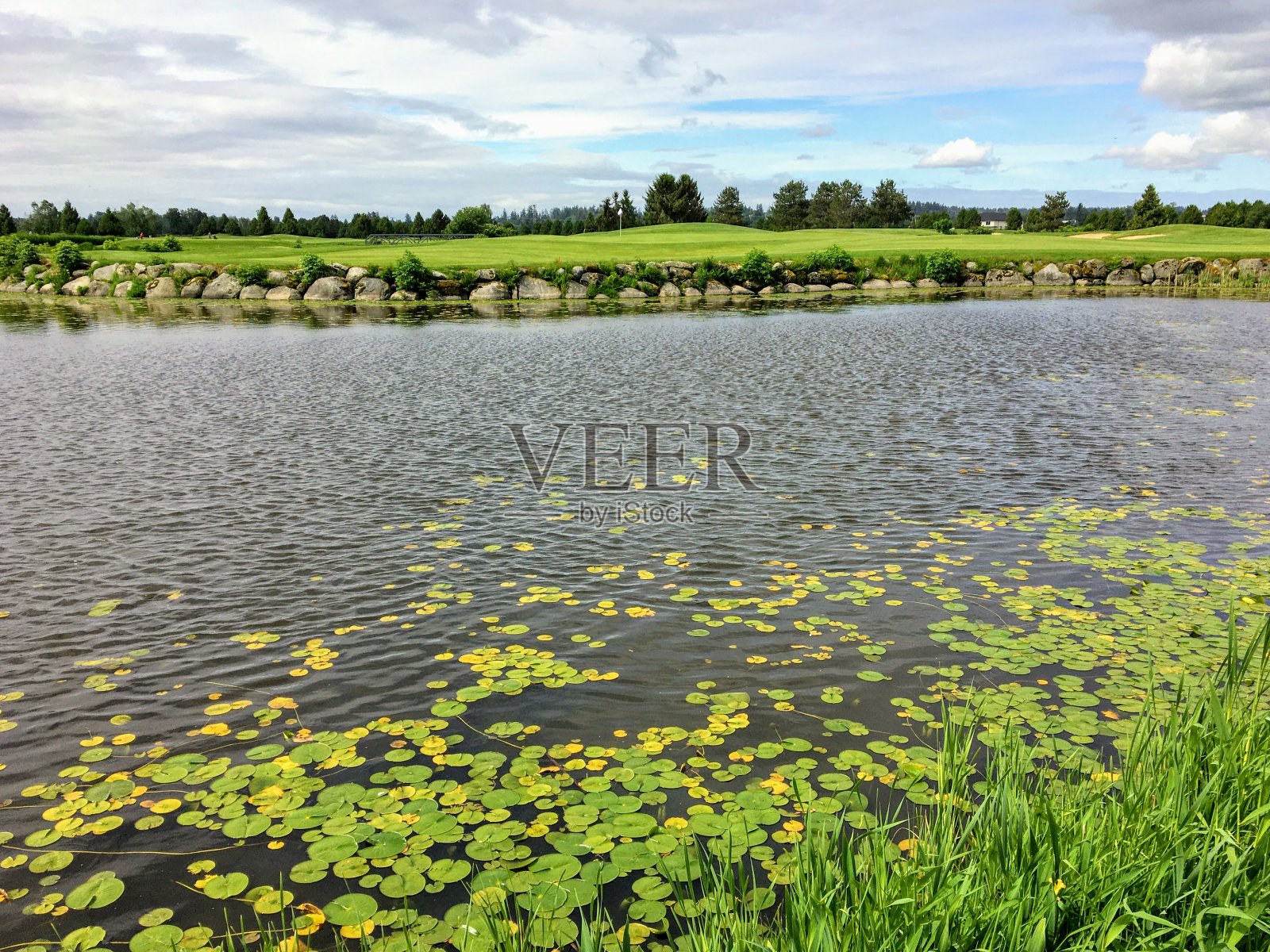从球座俯瞰满是睡莲的池塘的一个美丽的3杆高尔夫球照片摄影图片