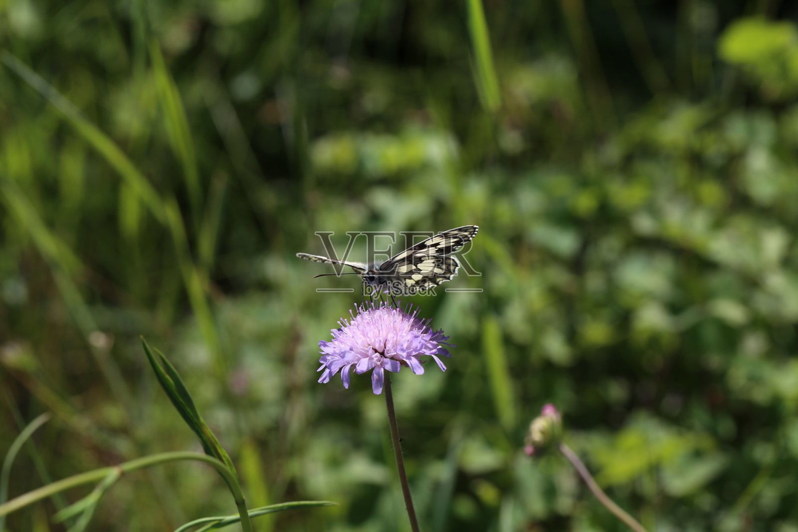 在疥癣花上花蜜的大理石白色蝴蝶照片摄影图片