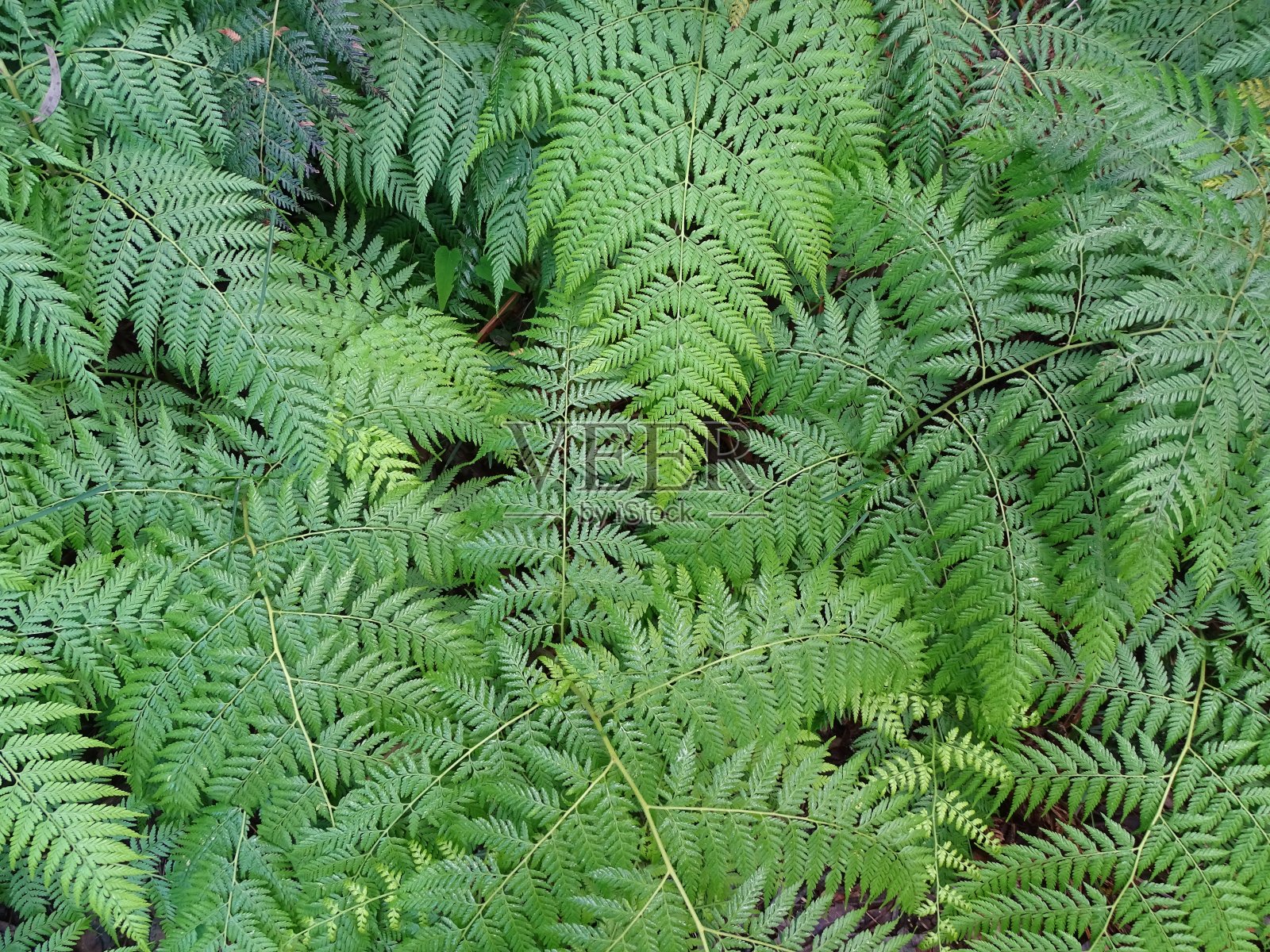 蕨类植物的照片摄影图片