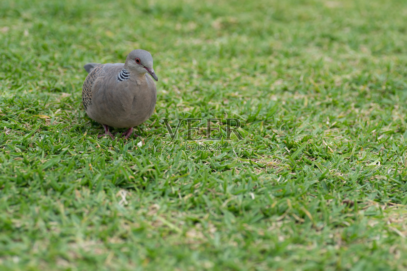 鸽子在草坪上散步照片摄影图片