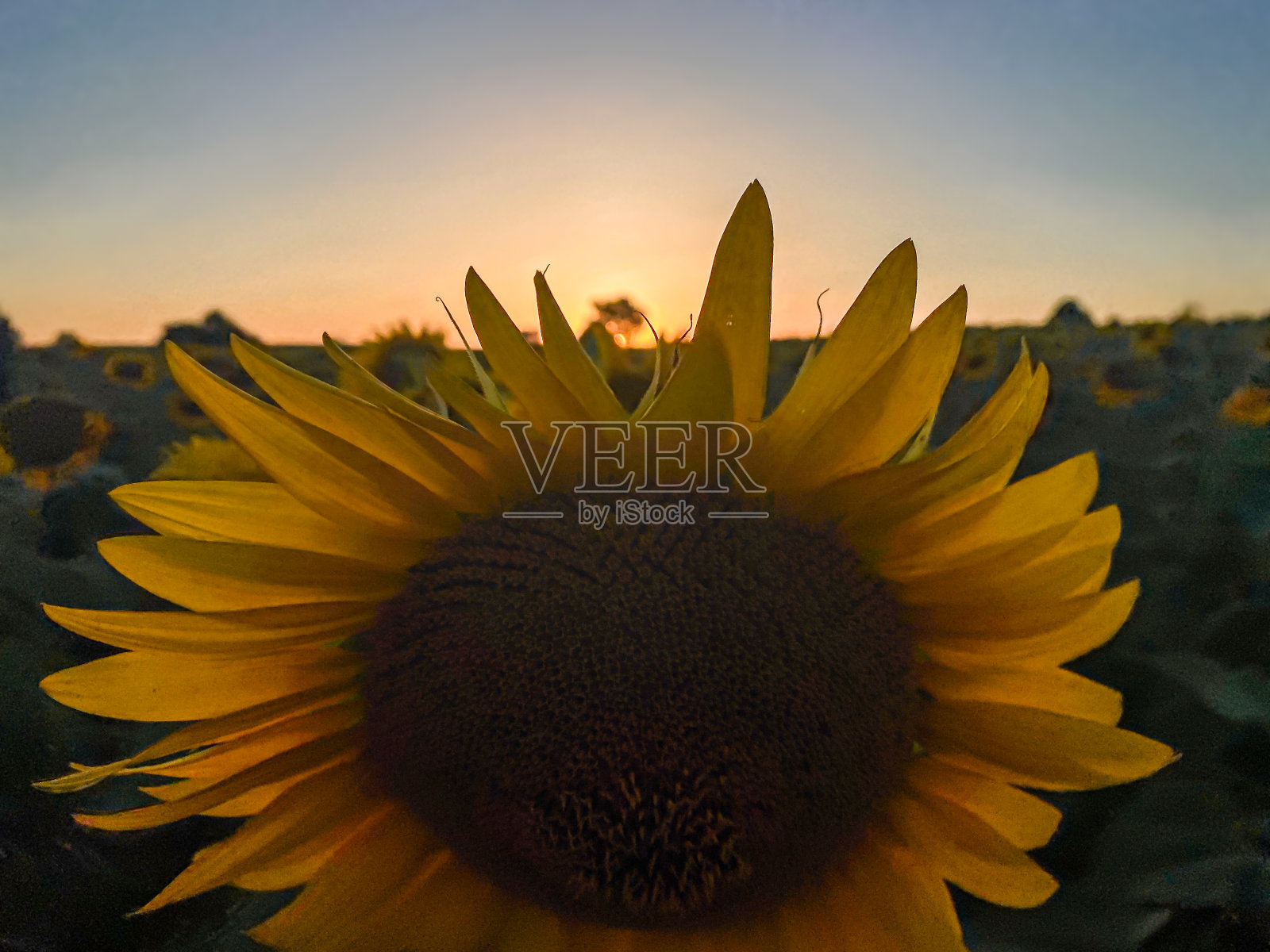 向日葵上的日落照片摄影图片