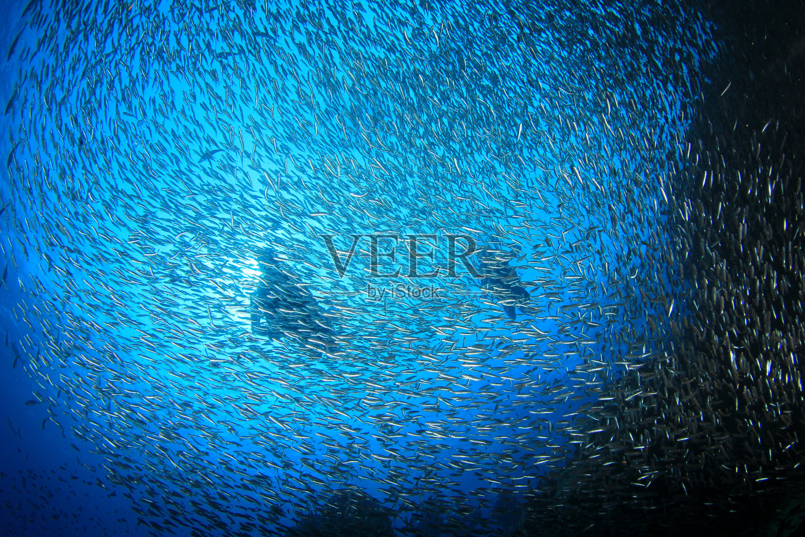 水肺潜水员和鱼照片摄影图片