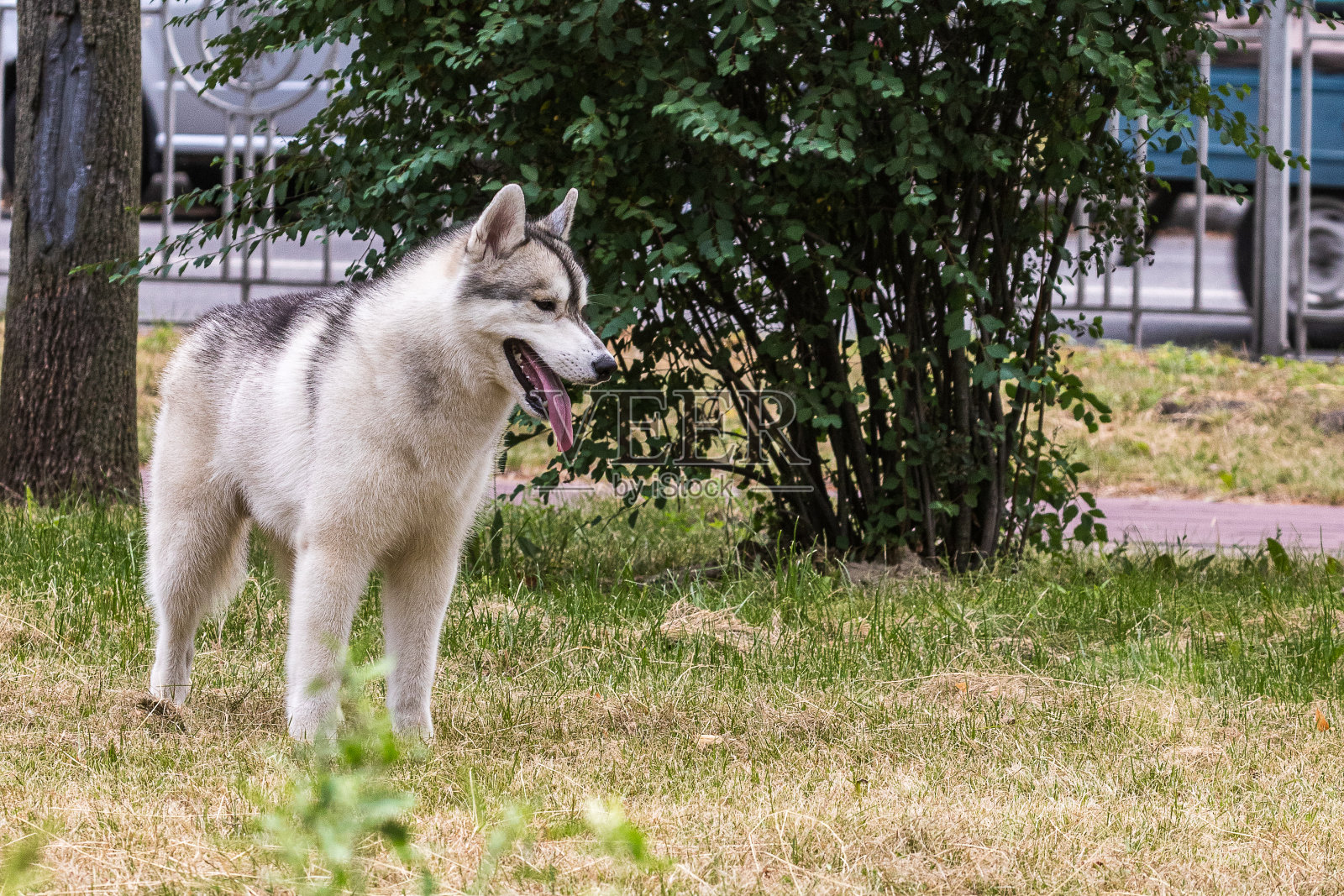 清晨,一只美丽的西伯利亚哈士奇在城市公园散步时停下来。照片摄影图片