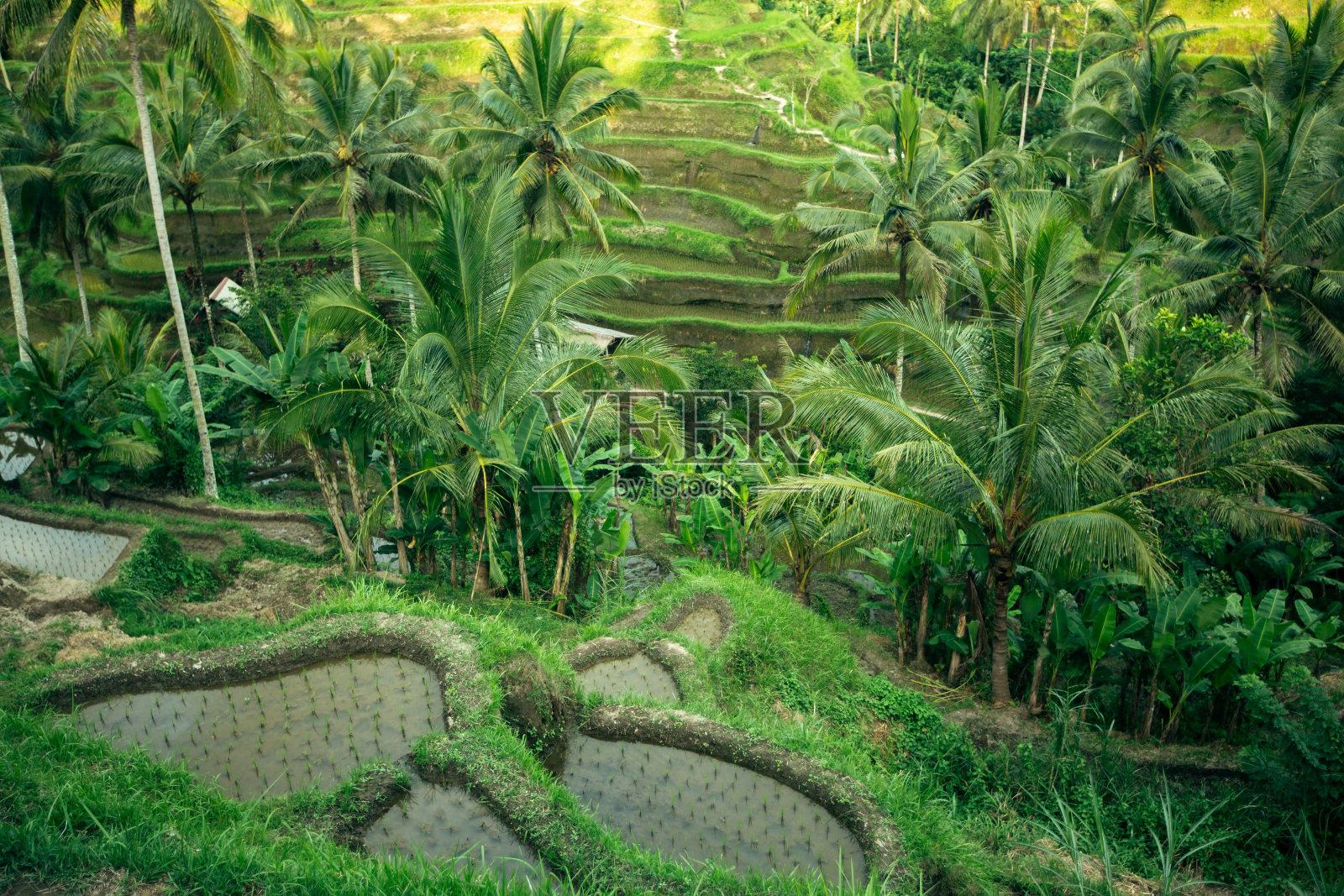 印度尼西亚巴厘岛的绿色梯田。照片摄影图片