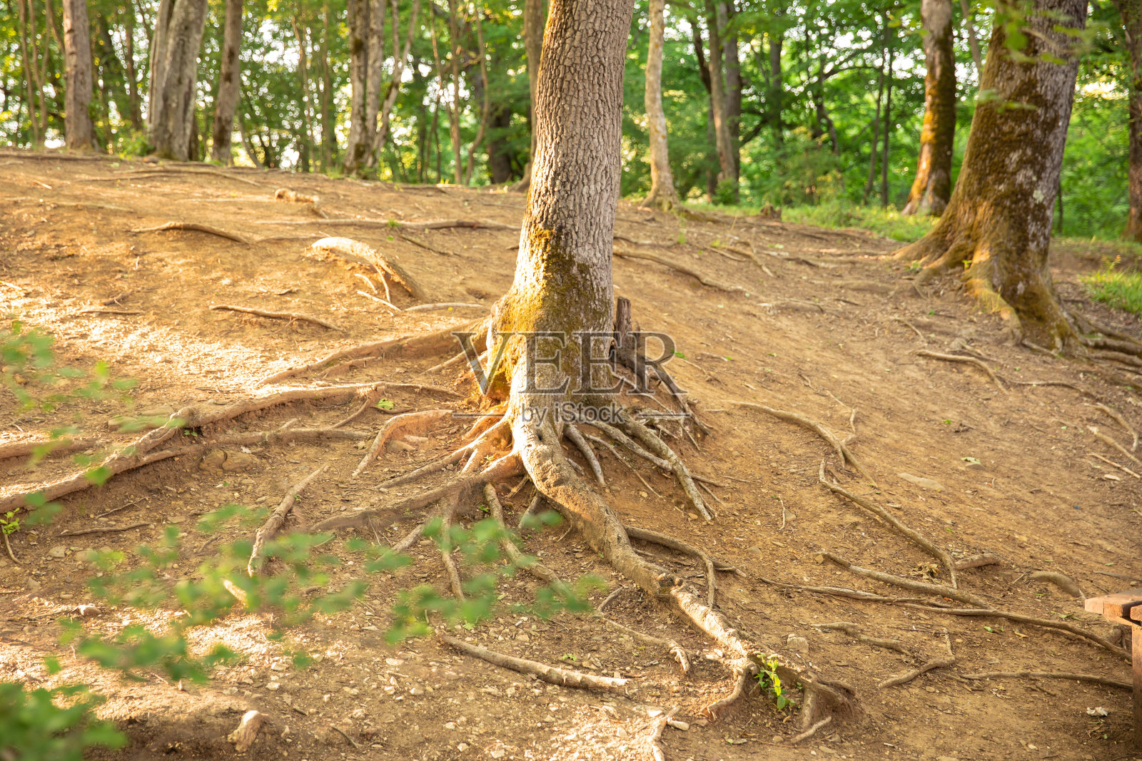 在森林里,树根长在地面上。照片摄影图片