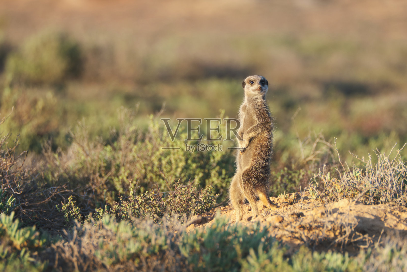 南非的狐獴家族照片摄影图片