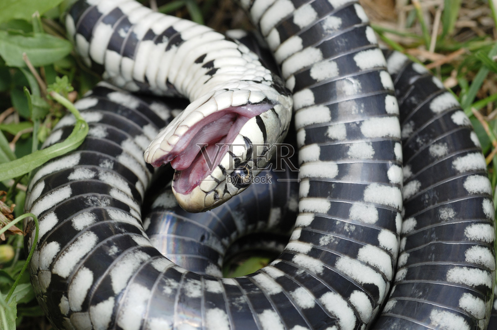 环蛇照片摄影图片