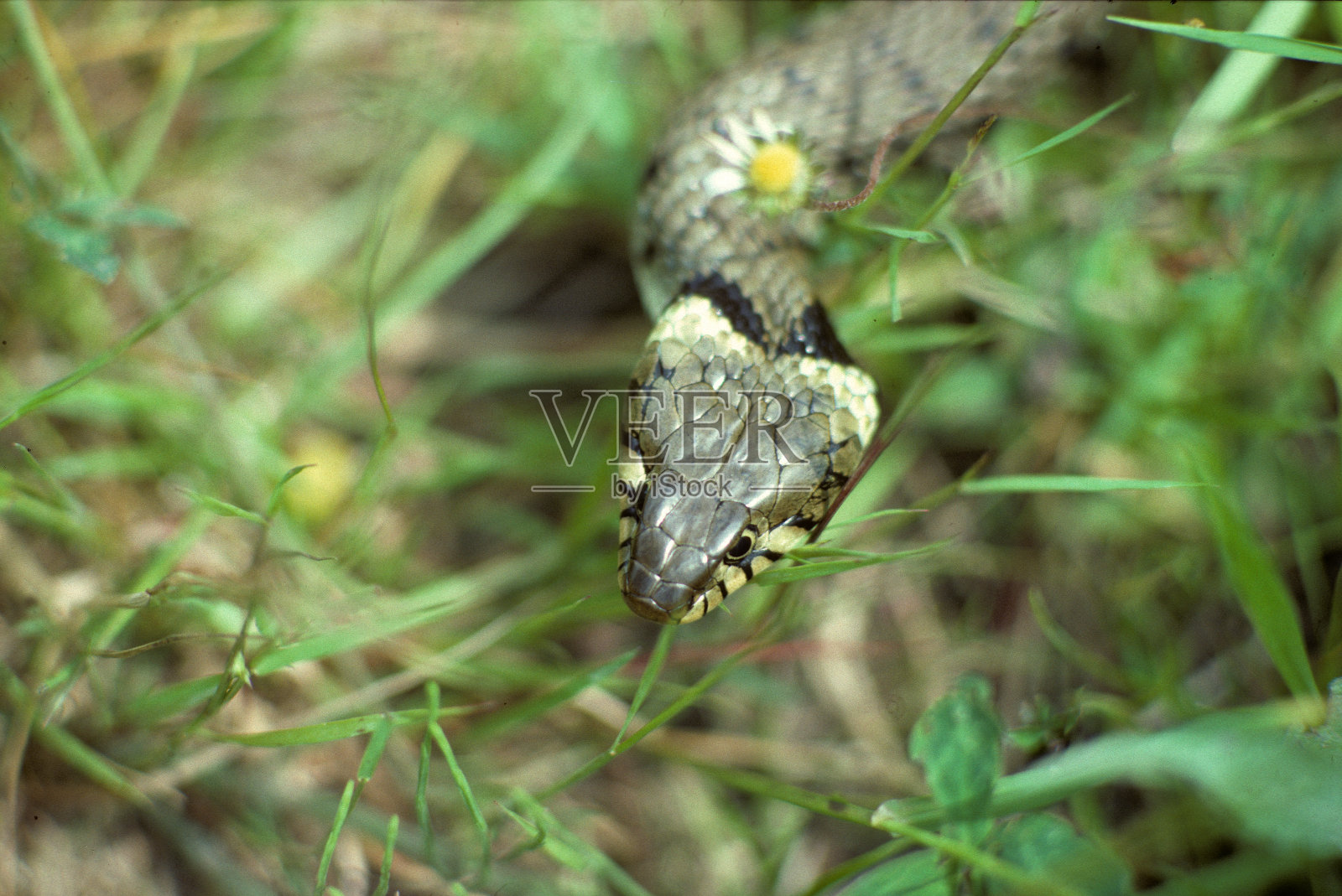 环蛇照片摄影图片