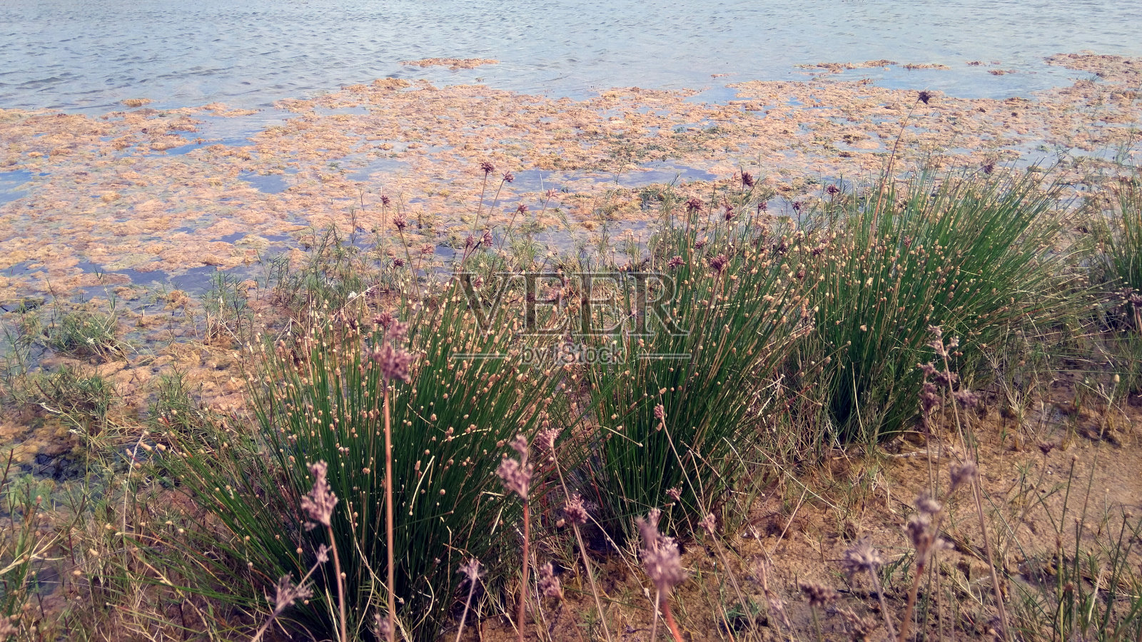 沙丘湖照片摄影图片