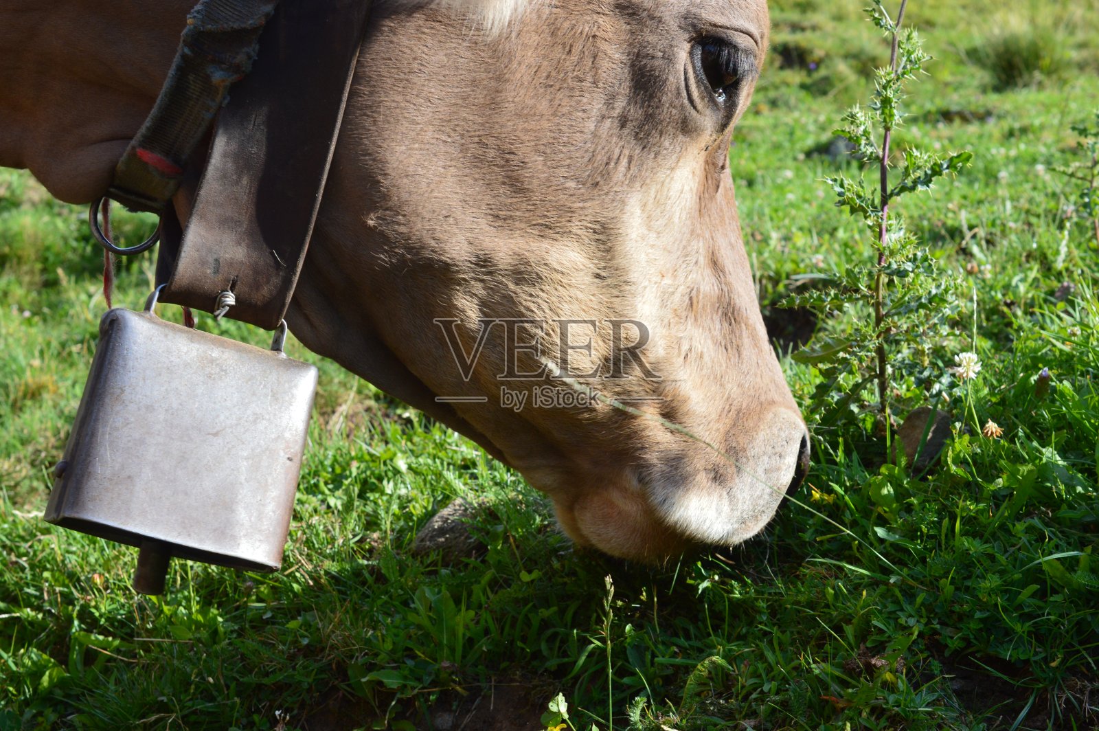 牛照片摄影图片