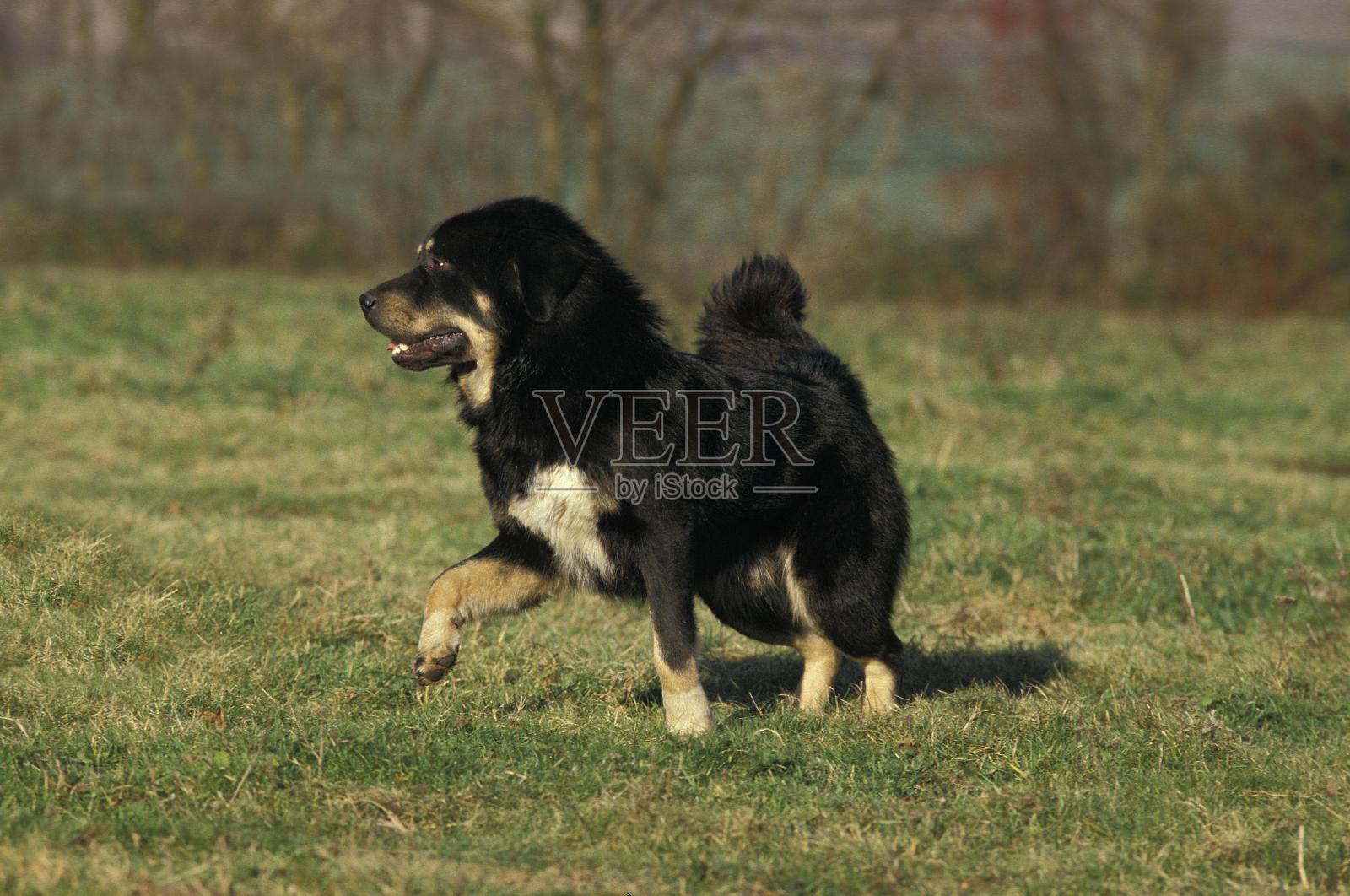 藏獒站在草地上照片摄影图片