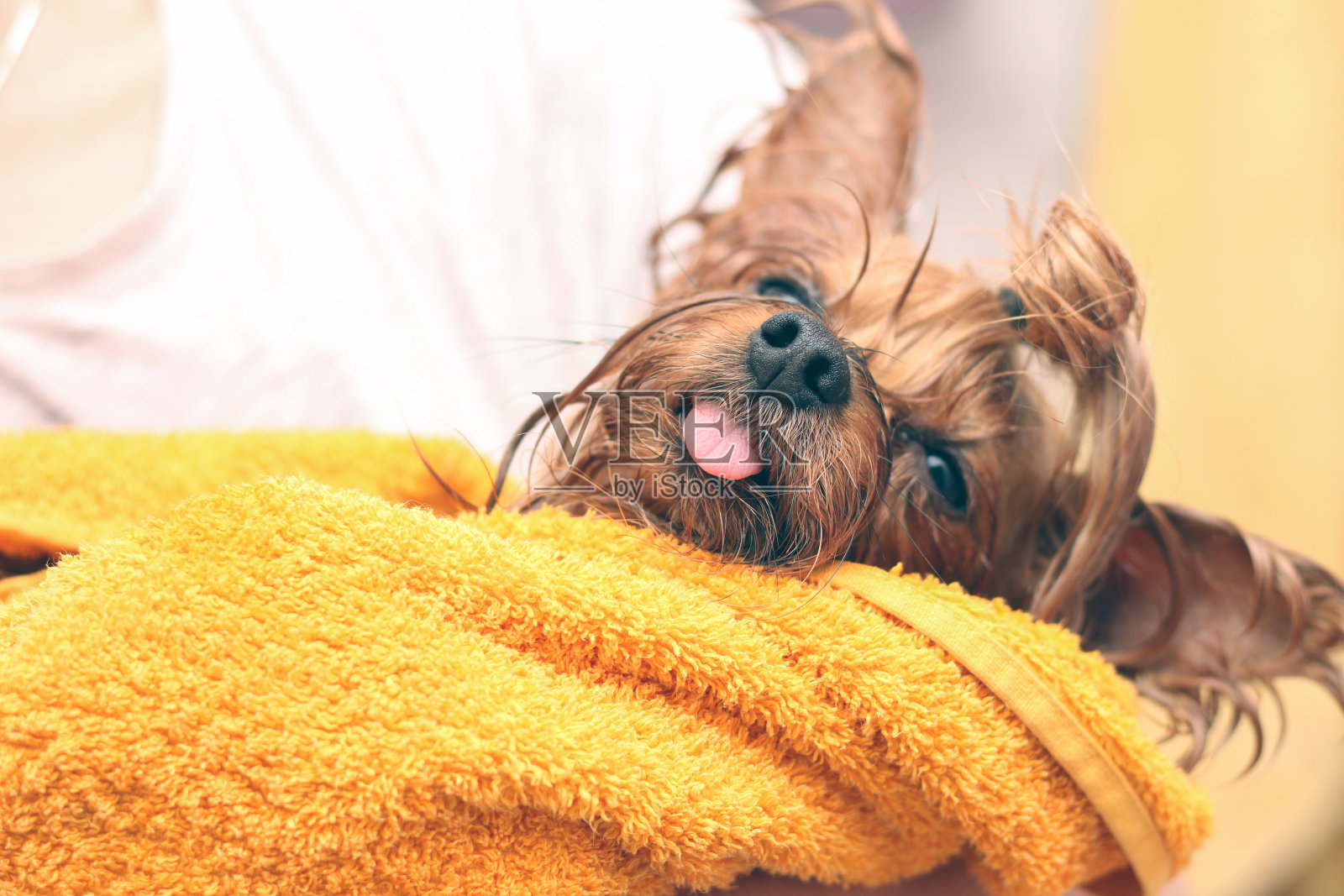 湿润的约克郡犬,舌头伸出来包裹在黄色的毛巾里。小狗洗澡后在ownerâ的手上照片摄影图片