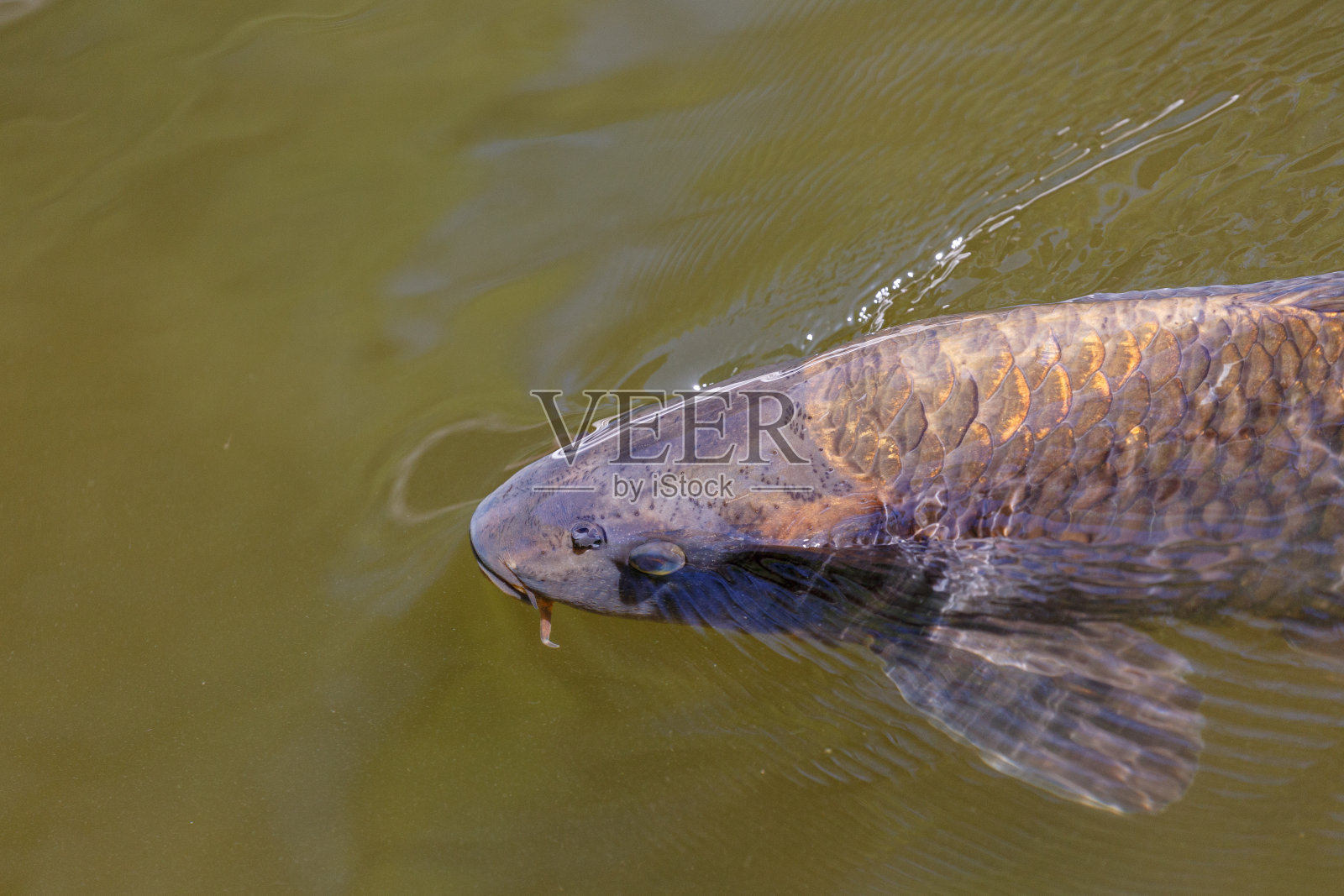 鱼在公园的湖里游泳照片摄影图片
