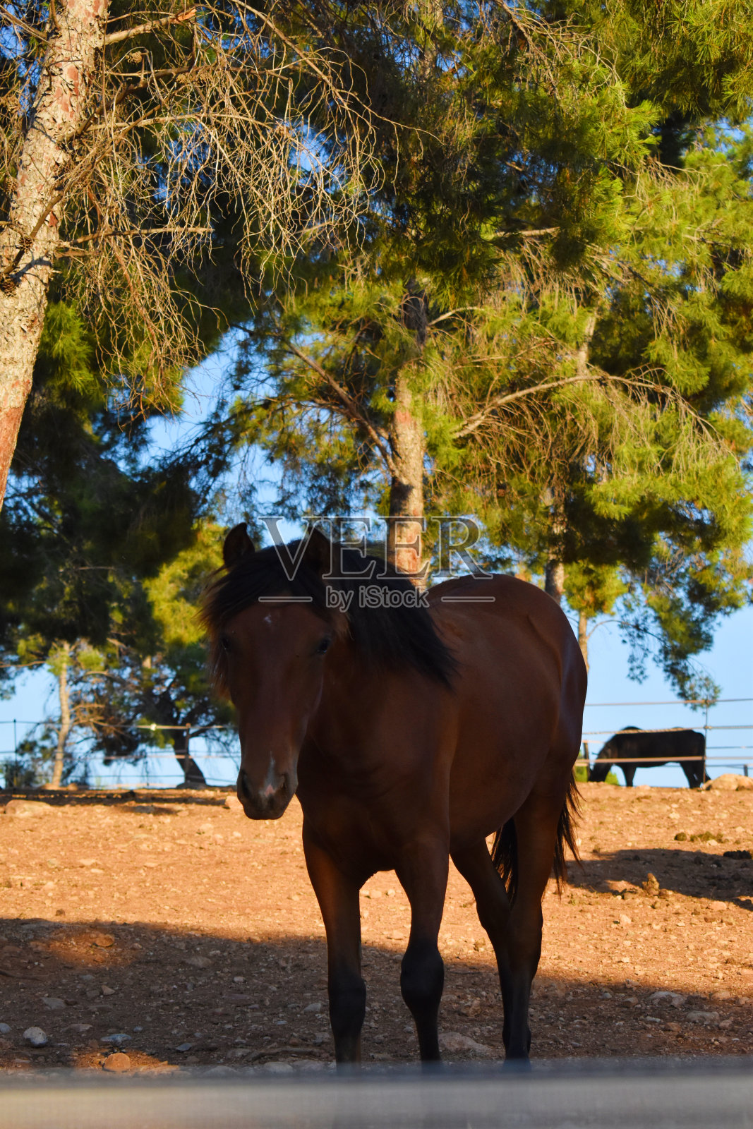 马照片摄影图片