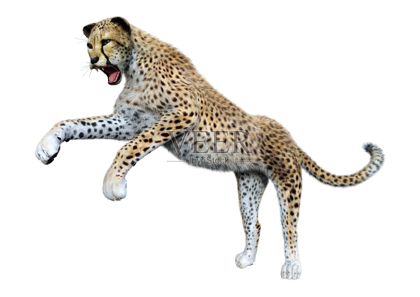 3D插图大猫猎豹在白色照片摄影图片