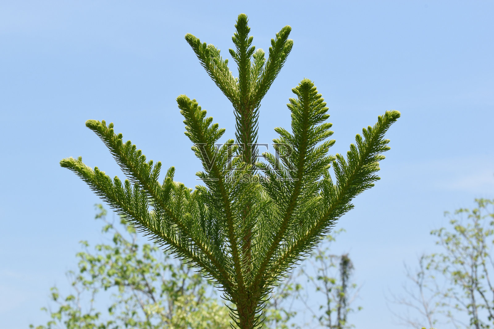 雪松王冠照片摄影图片