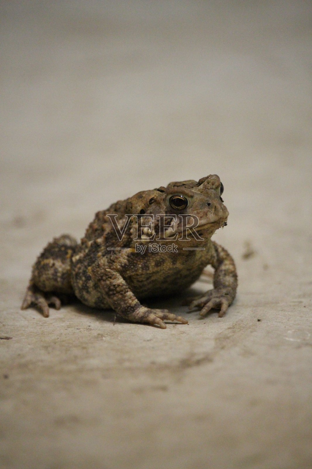 孤独的蟾蜍照片摄影图片