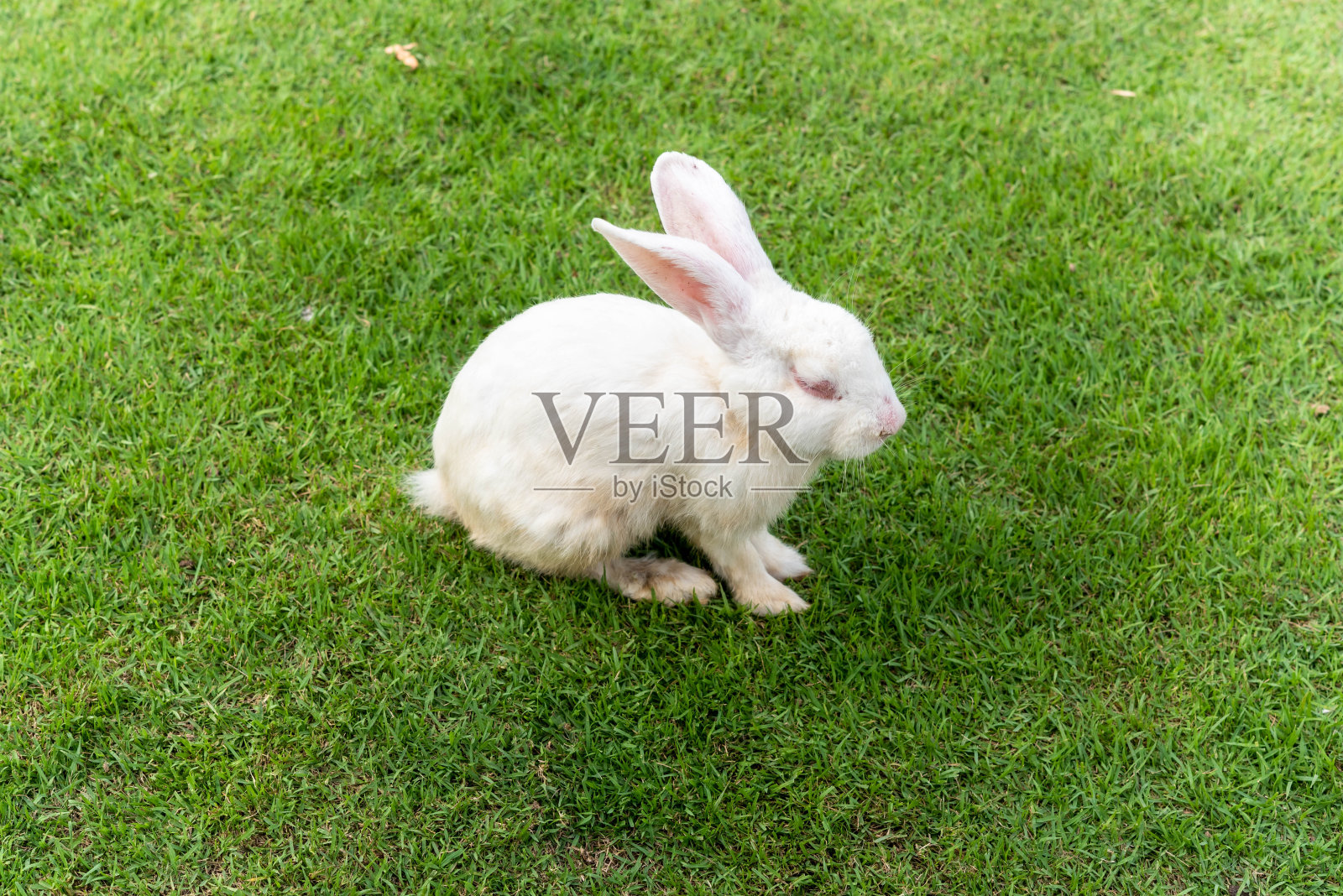 皮毛,可爱的,柔软的,兔子,草,哺乳动物,兔子,自然,毛茸茸的,动物,食草动物,野生的,野生的,野生的,毛茸茸的,复活节,春天,棕色的,绿色的,啮齿动物,可爱的,坐,耳朵,小,耳朵,自然,宠物,野兔,年轻,公园,有趣的,棉尾,动物,农场,环境照片摄影图片