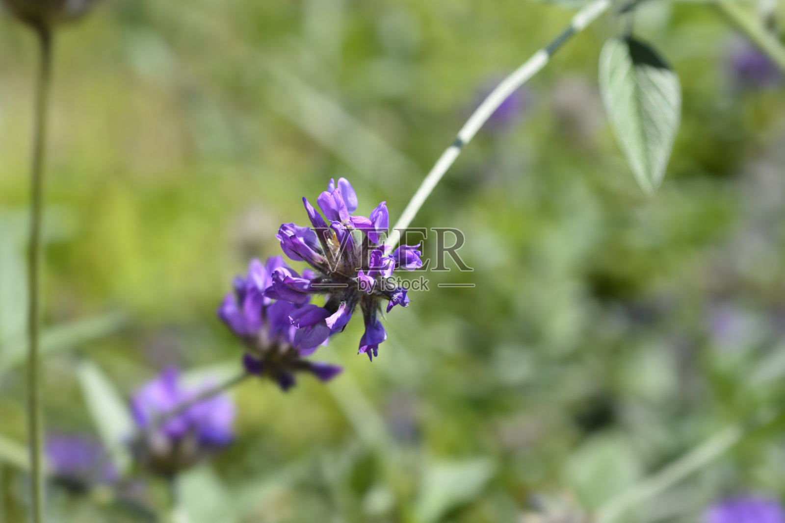 沥青三叶草照片摄影图片