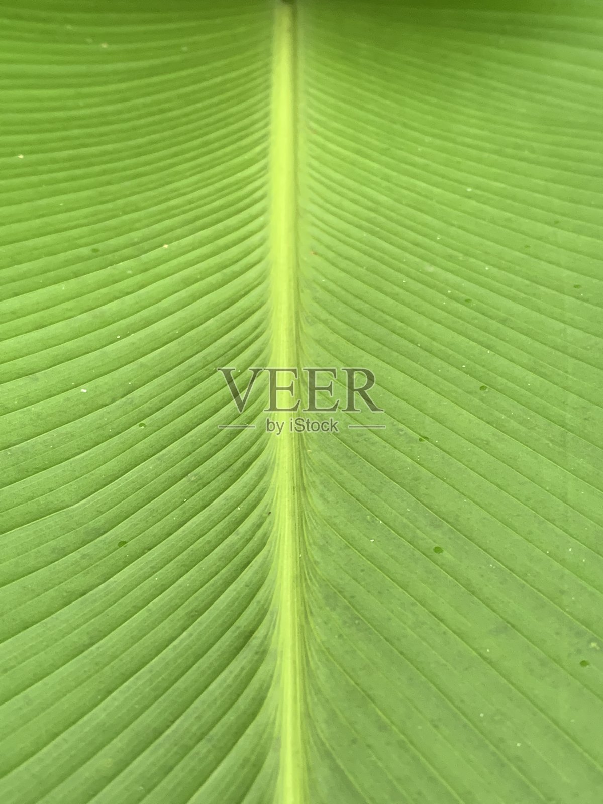 绿叶对称中心图案线照片摄影图片