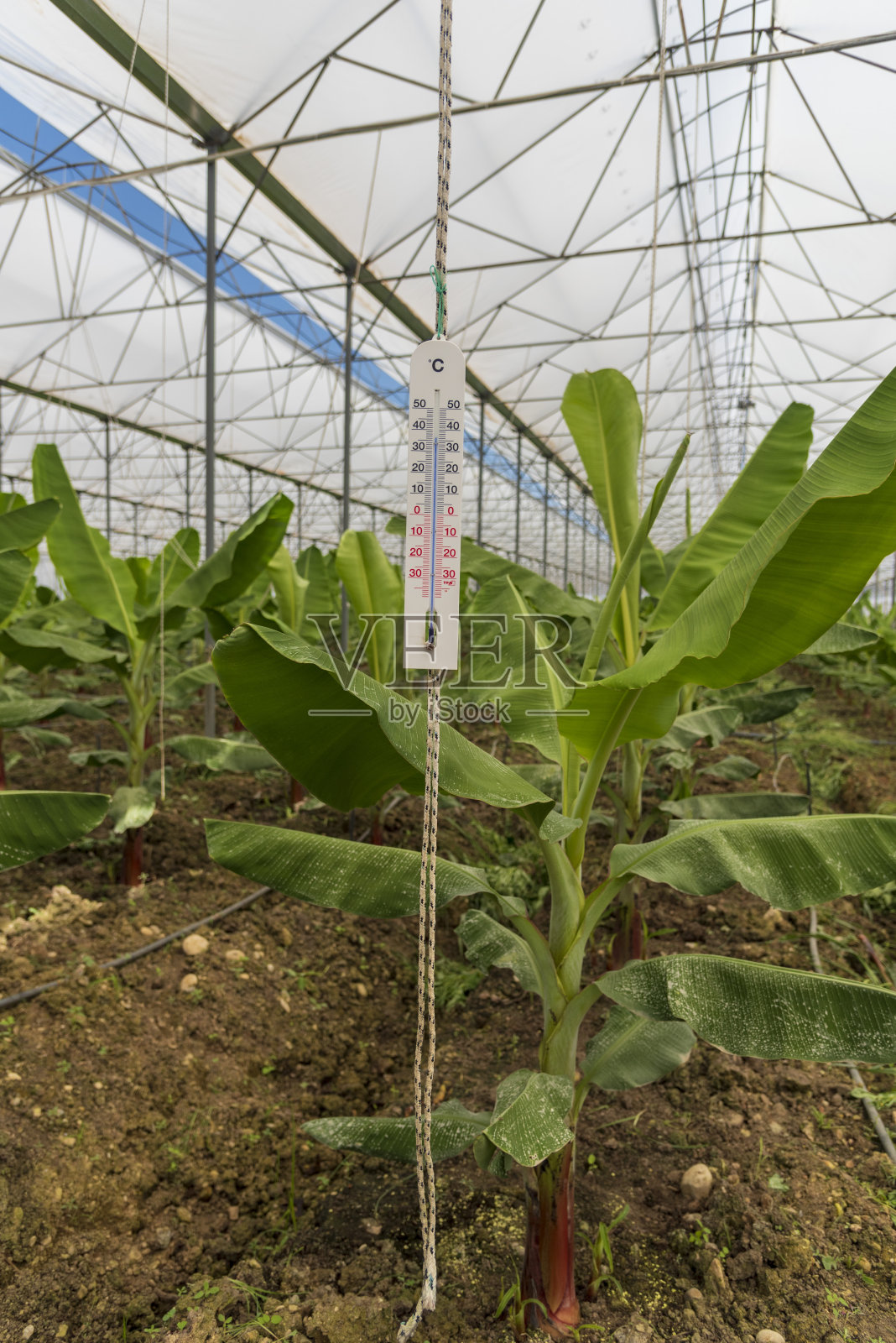 香蕉温室里的热表,挂着照片摄影图片
