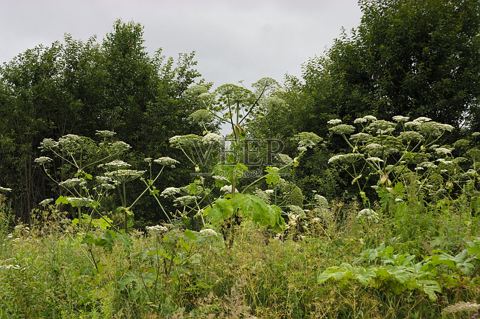 大猪草在郊区占有一席之地照片摄影图片