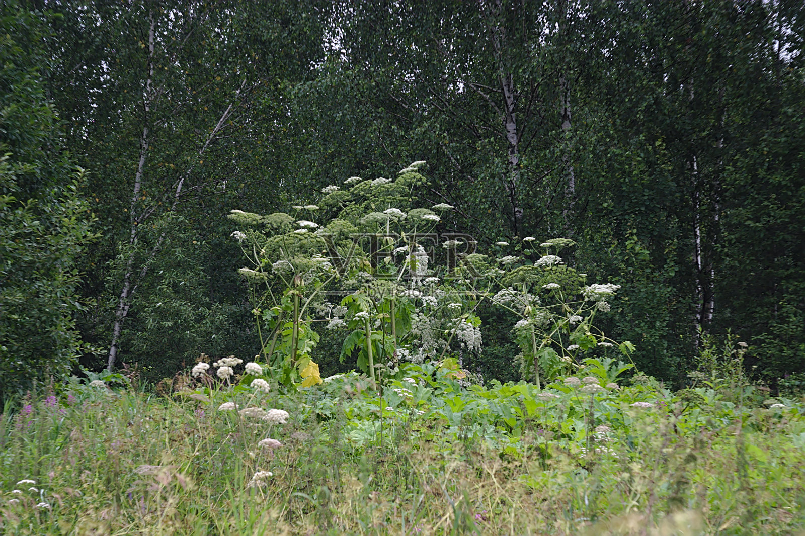 大猪草在郊区占有一席之地照片摄影图片