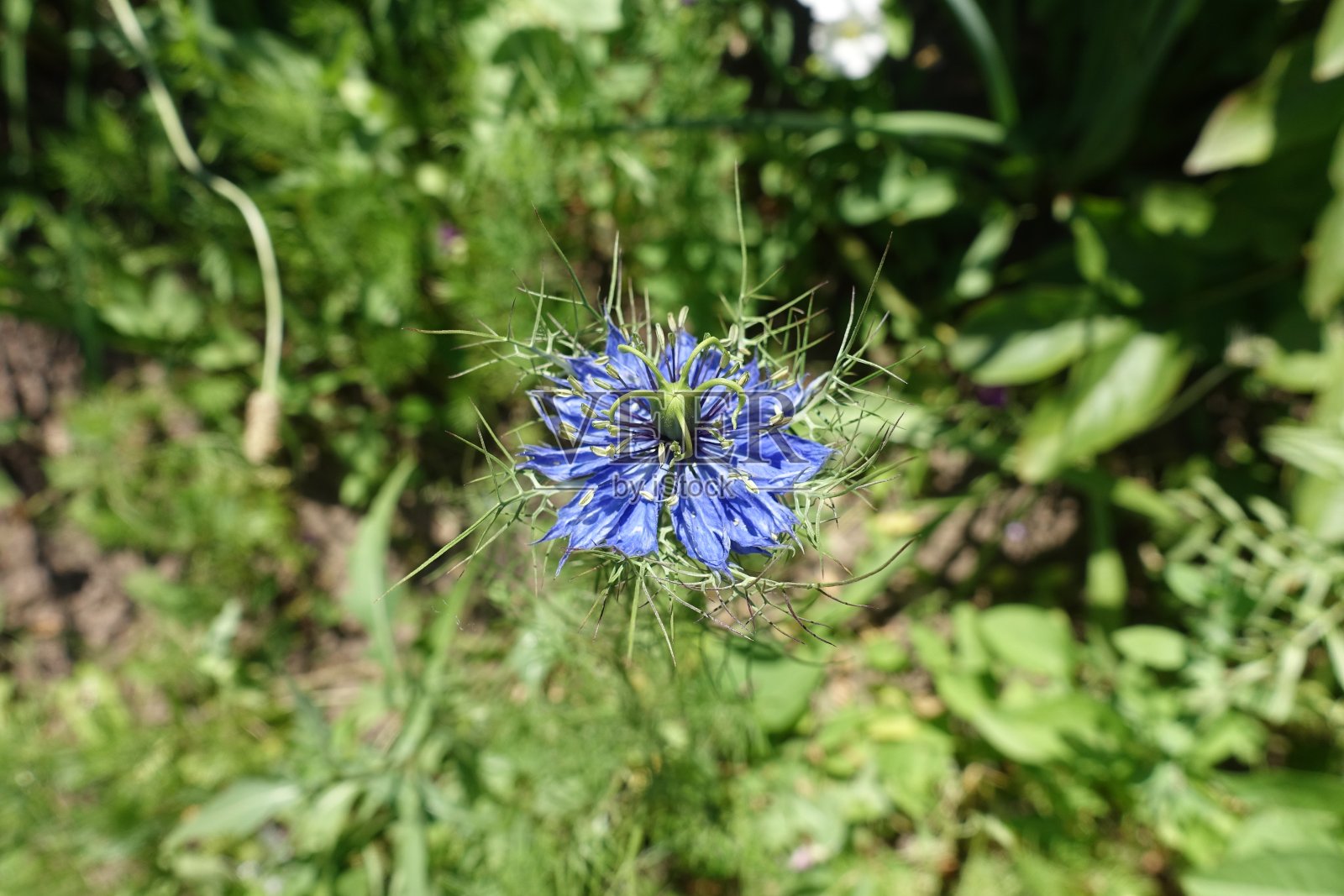 六月的一种深蓝花照片摄影图片